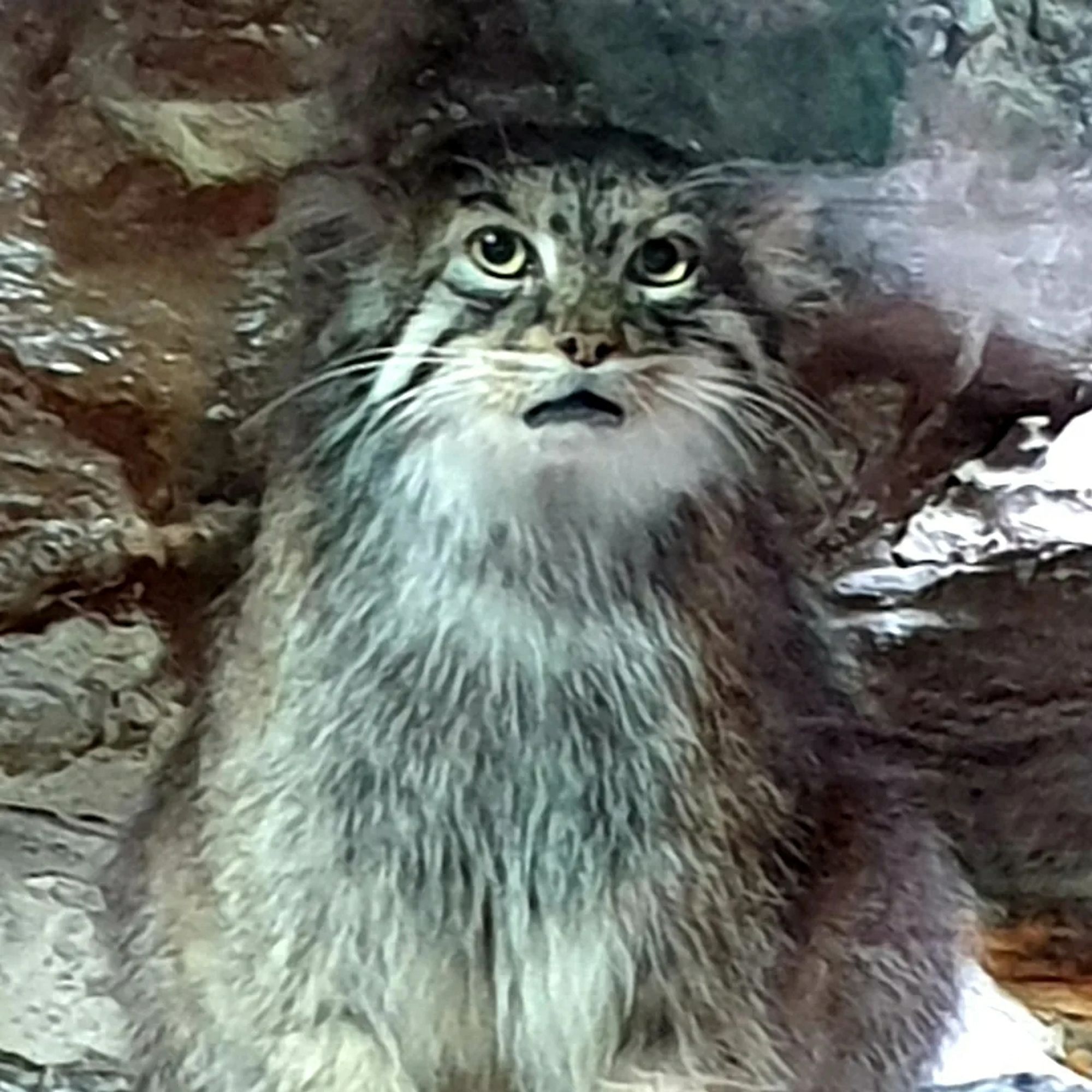 A Manul (Pallas's cat) looking vacant