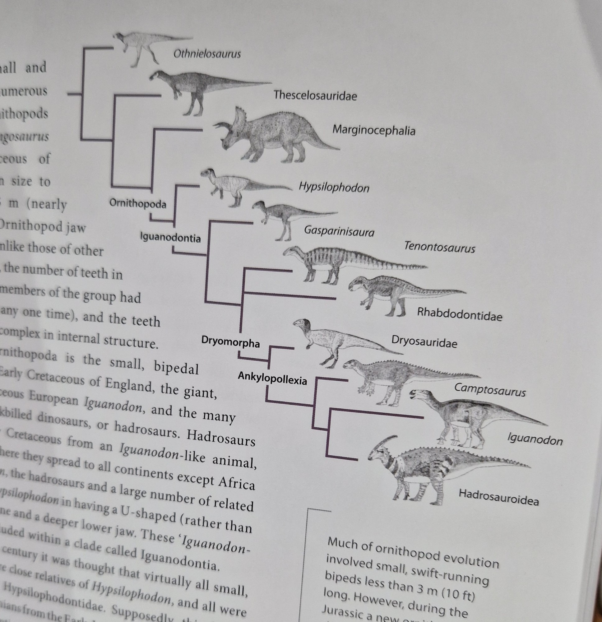 Inside pages of DHTLE, showing ornithischian cladogram