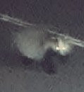 Appalling photo of European badger taken at night on a road.