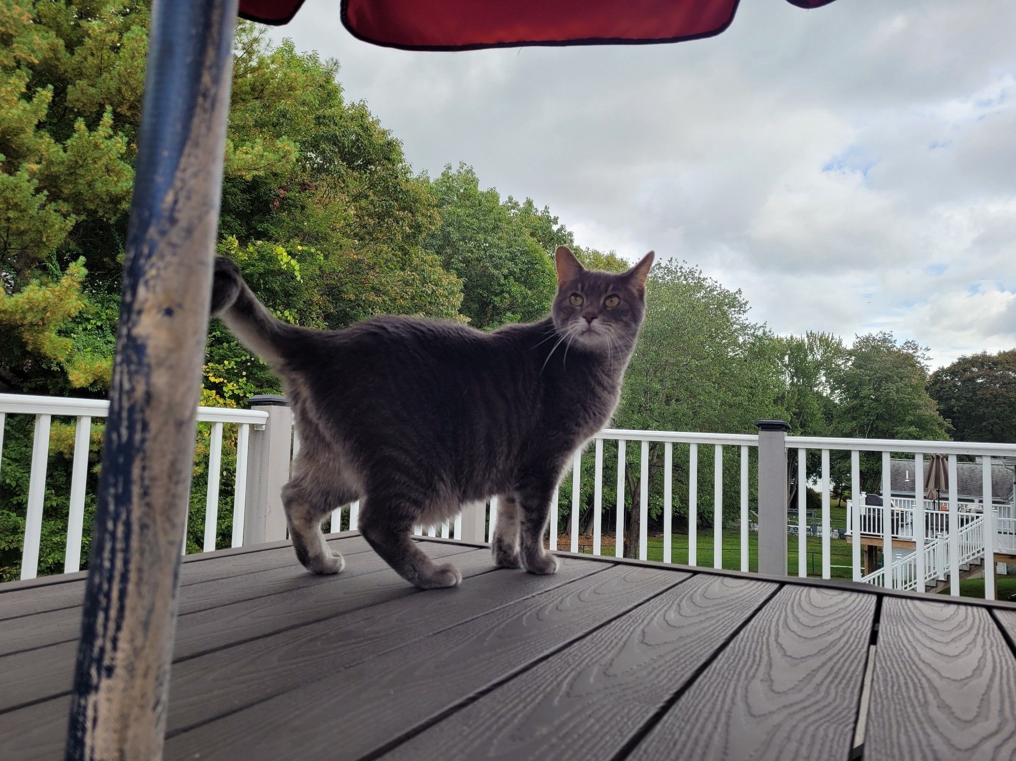 Grey cat standing on table