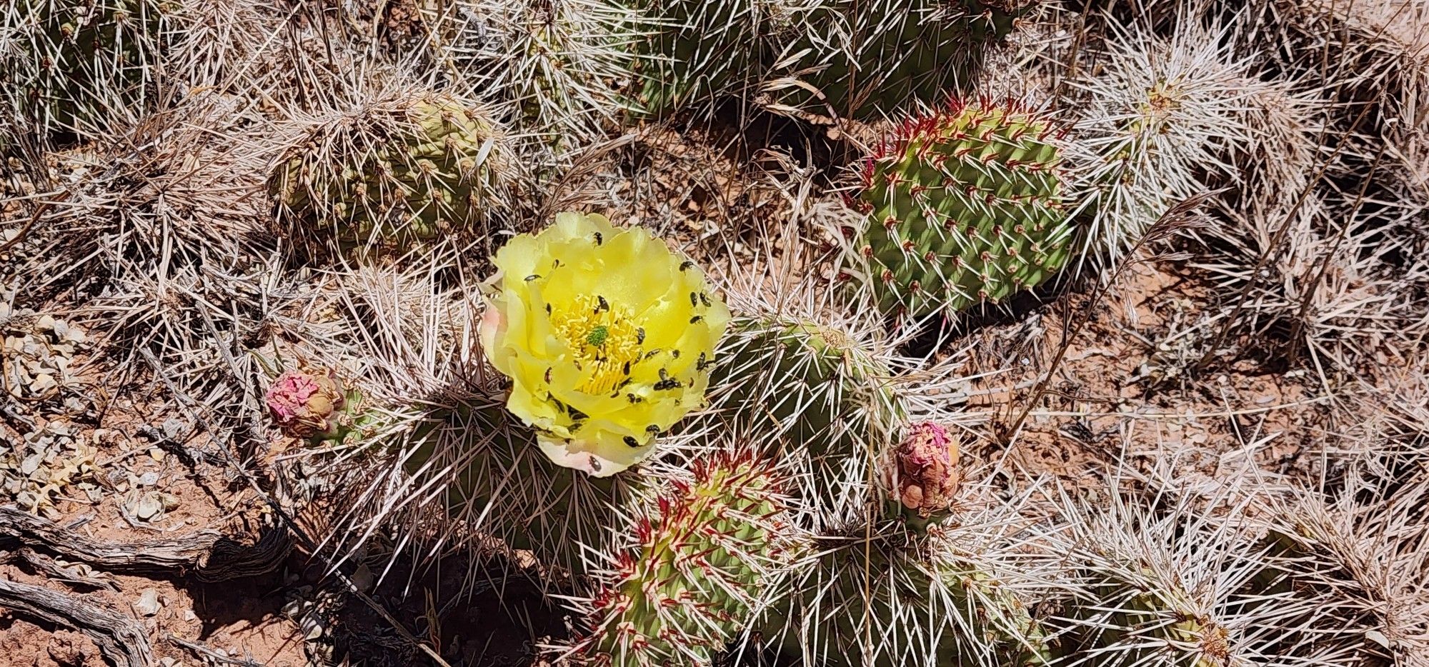 No-touchy cluster of spikey prickley pear cactuses with a single blooming yellow flower swarming with small insects.