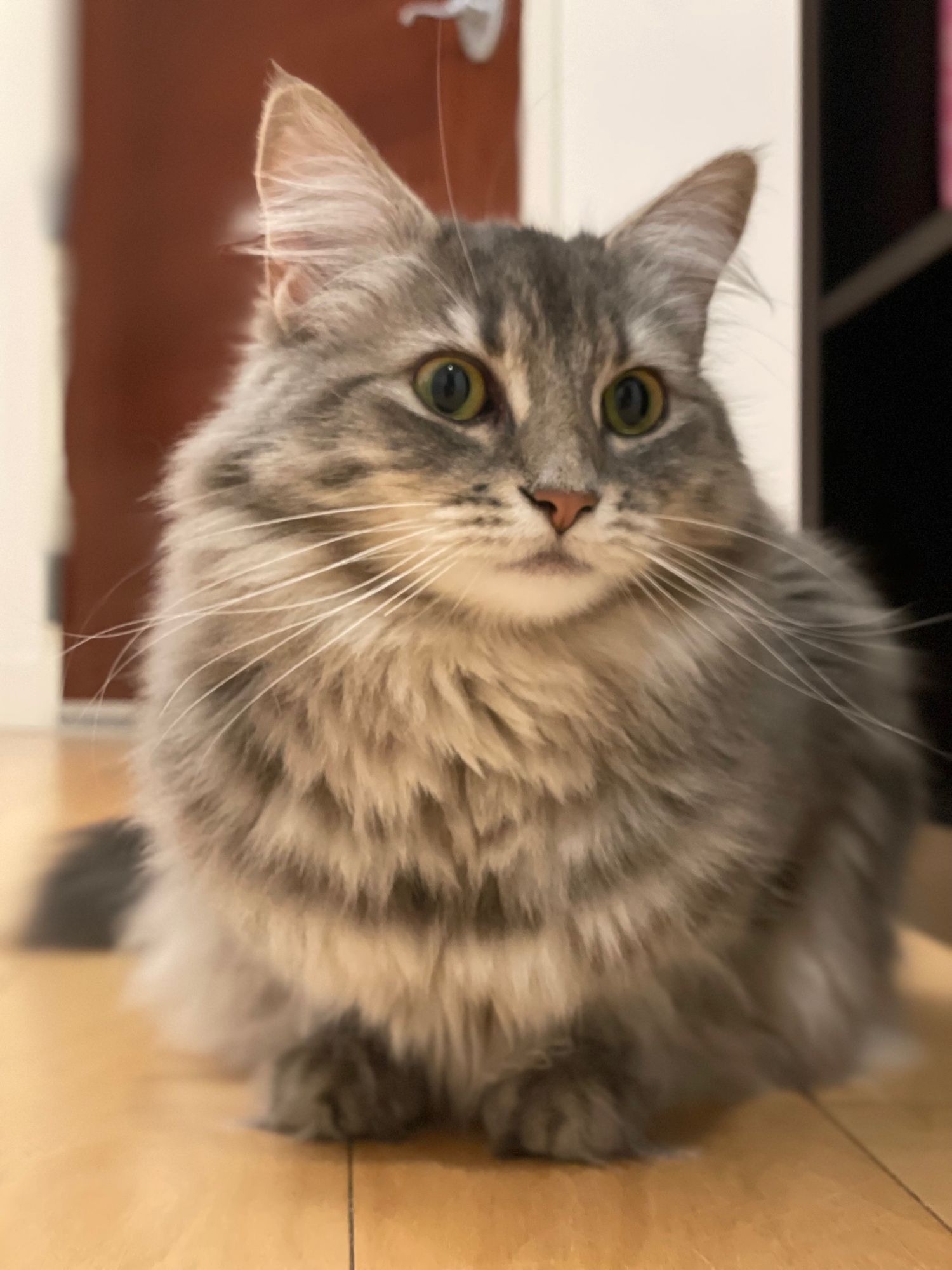 A fluffy gray cat looks wistful 