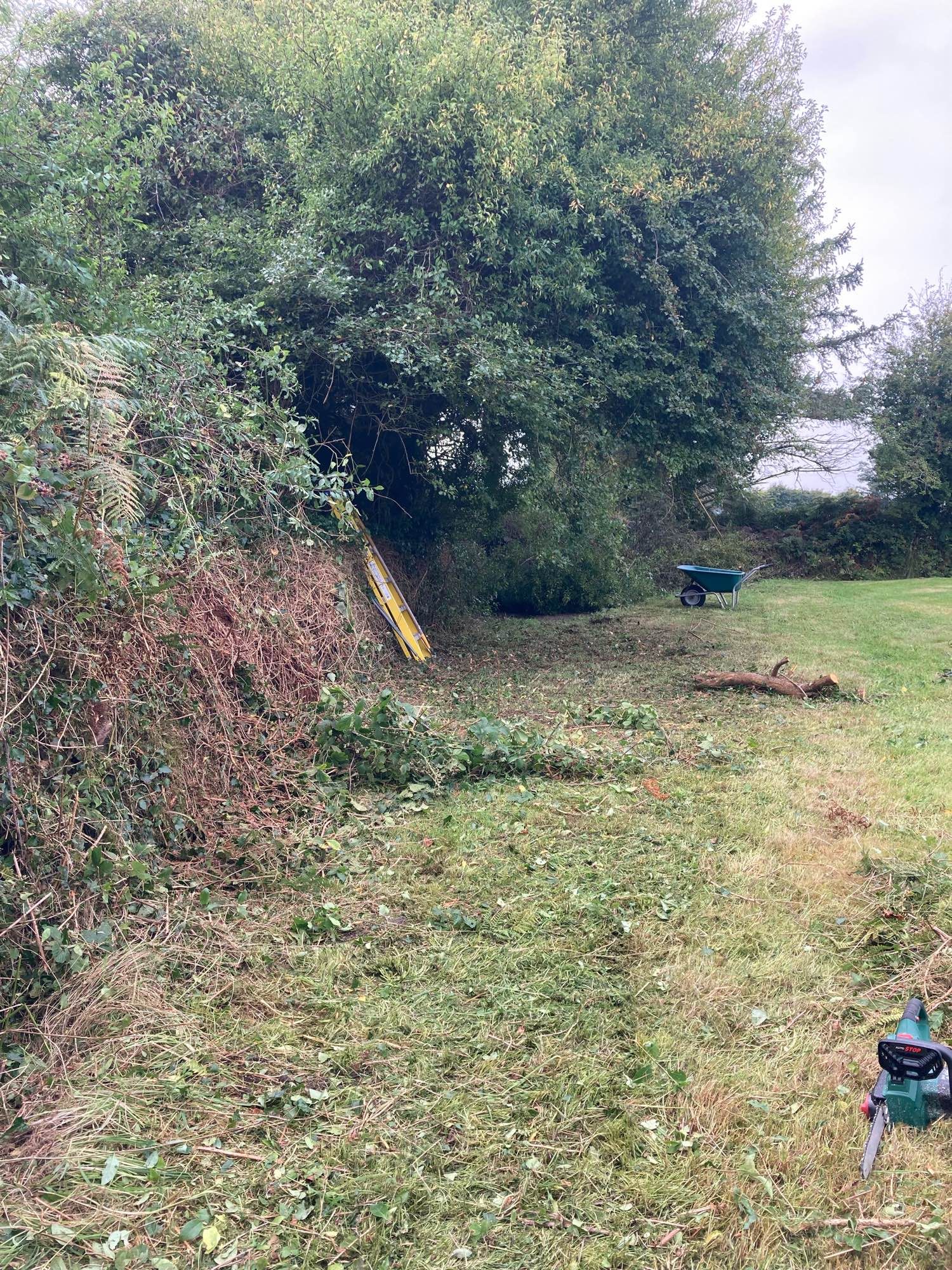 Work in progress clearing the overgrown hedge and cutting back overhanging trees.