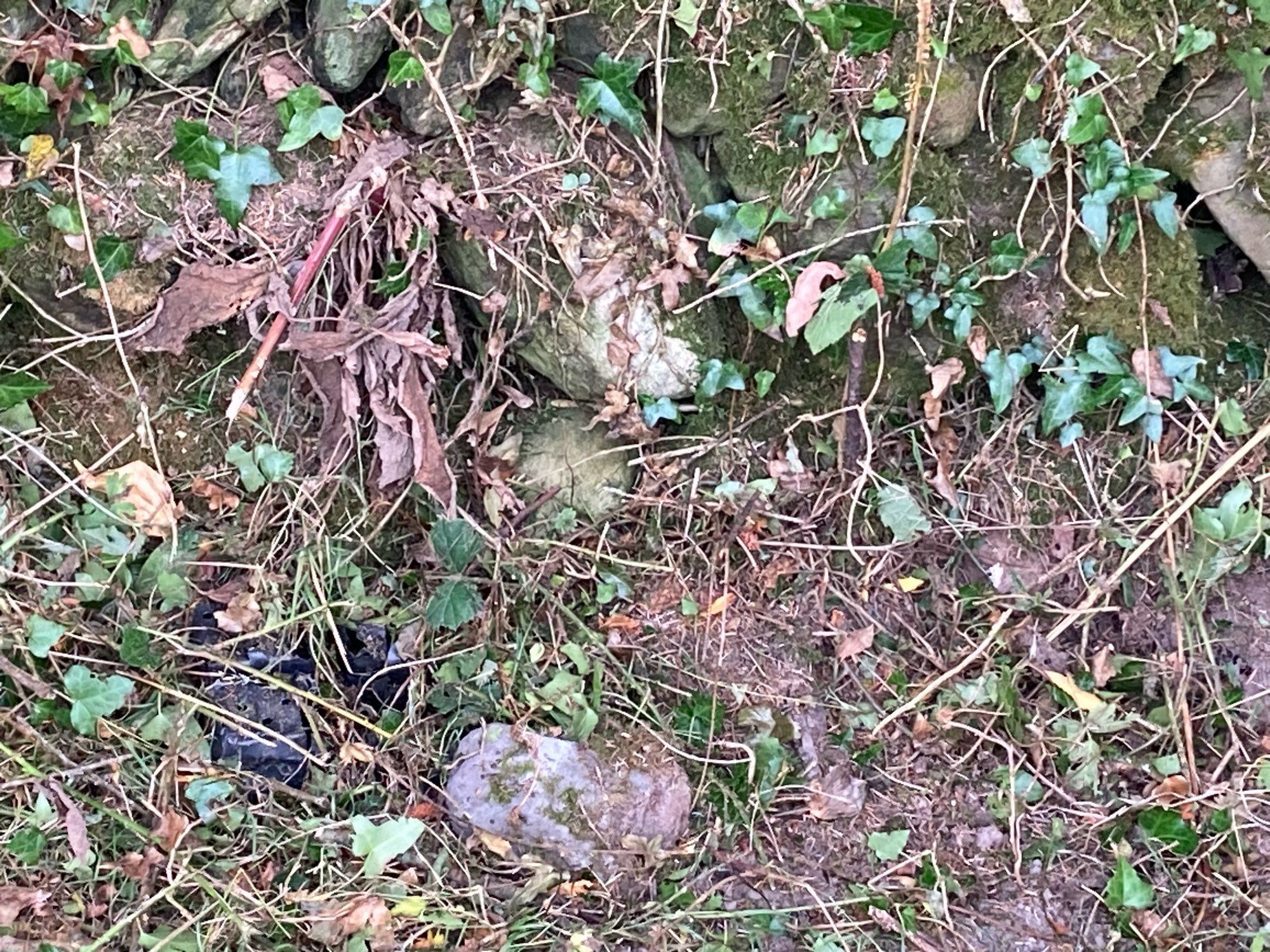 An old stone wall emerging from the undergrowth.