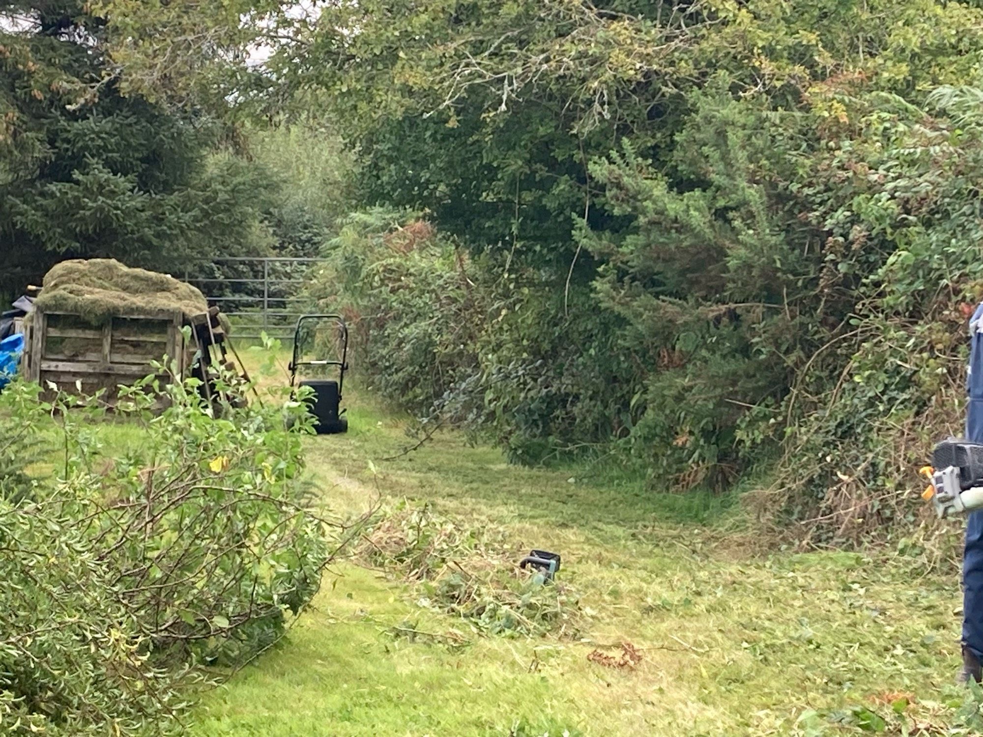 An overgrown stone wall with grass around it snd a large compost area with one bay full of grass clippings.