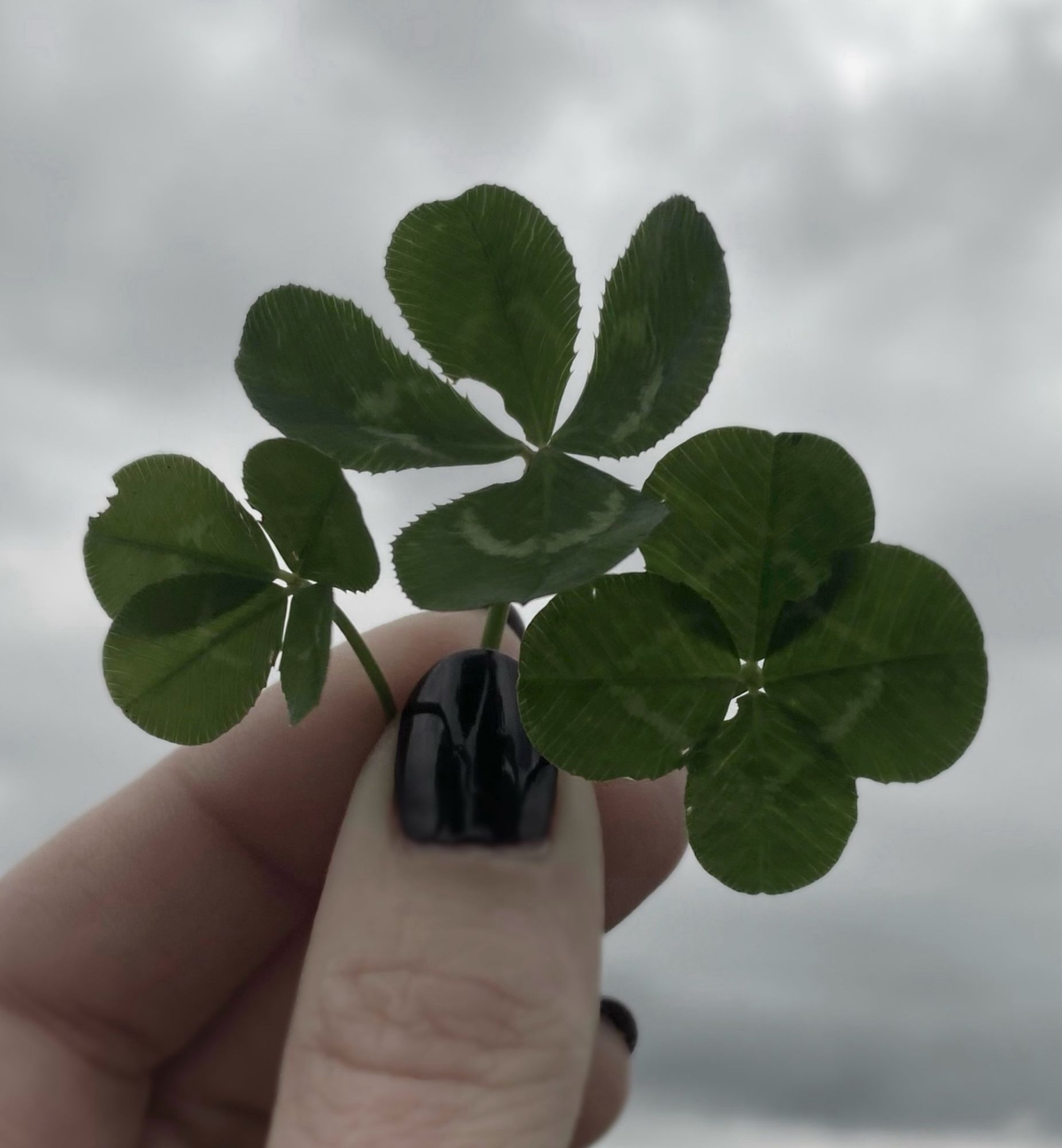 Halte drei vierblättrige Kleeblätter zwischen Daumen und Zeigefinger. Dahinter bewölkter Himmel.