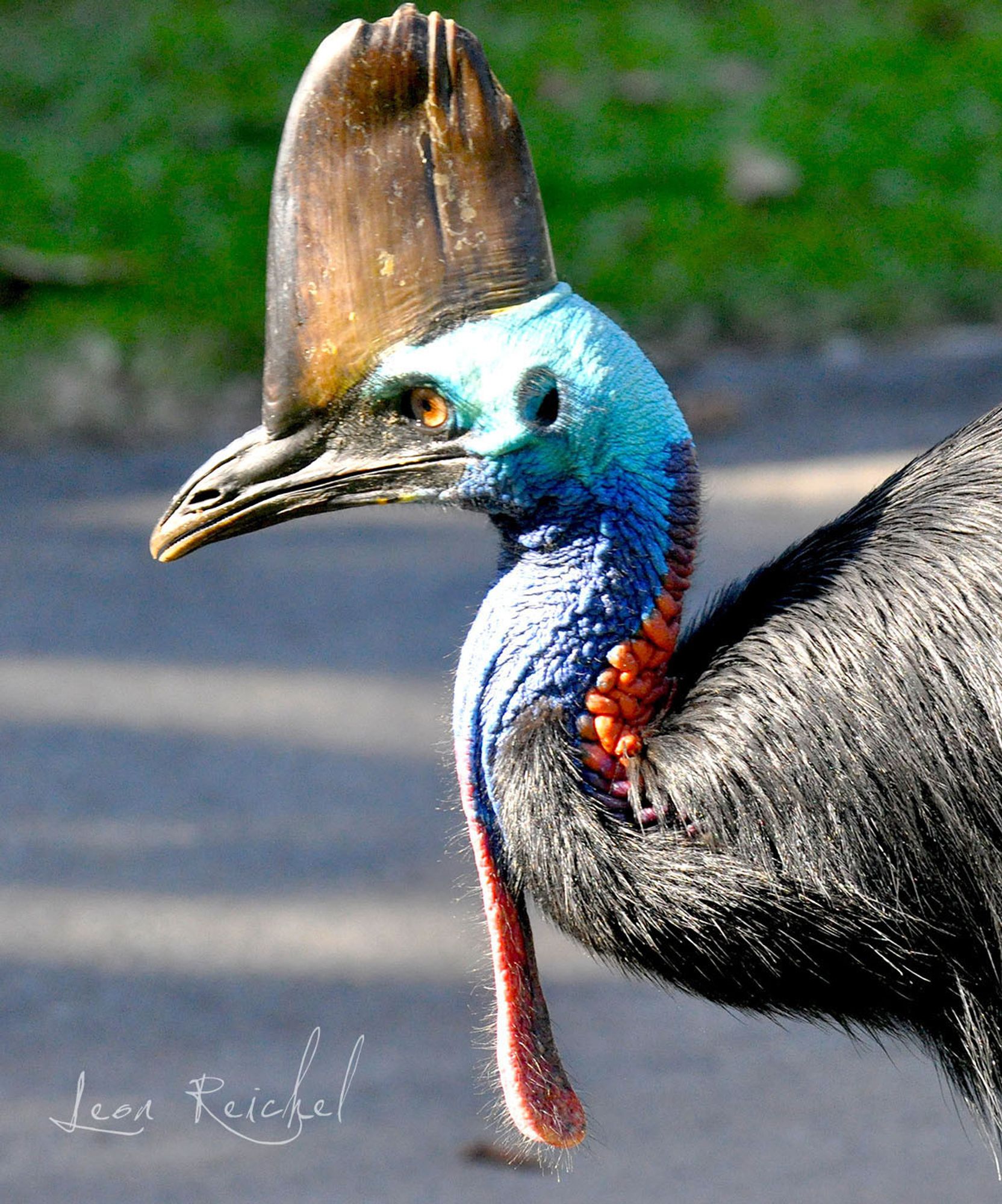 Where do we start? A multi coloured featherless head on a moody looking bird with a tall horn like crest. Think dinosaur and you got it.