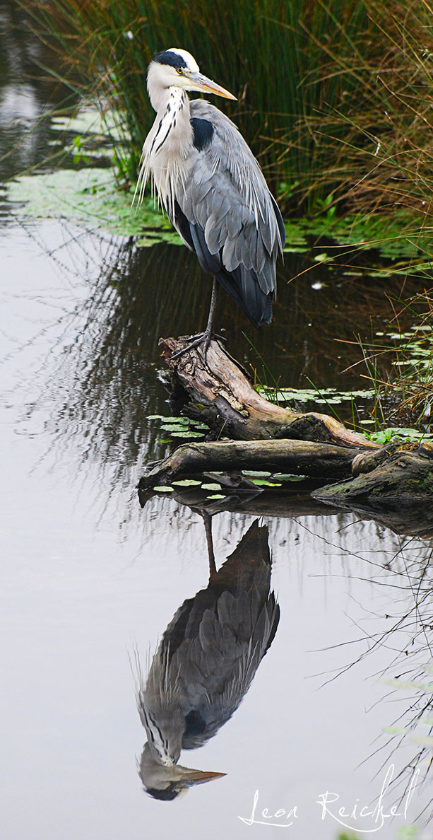 A Grey tall bird standing one-legged on a semi submerged tree branch, its reflection perfect in the still water against a grey overcast sky