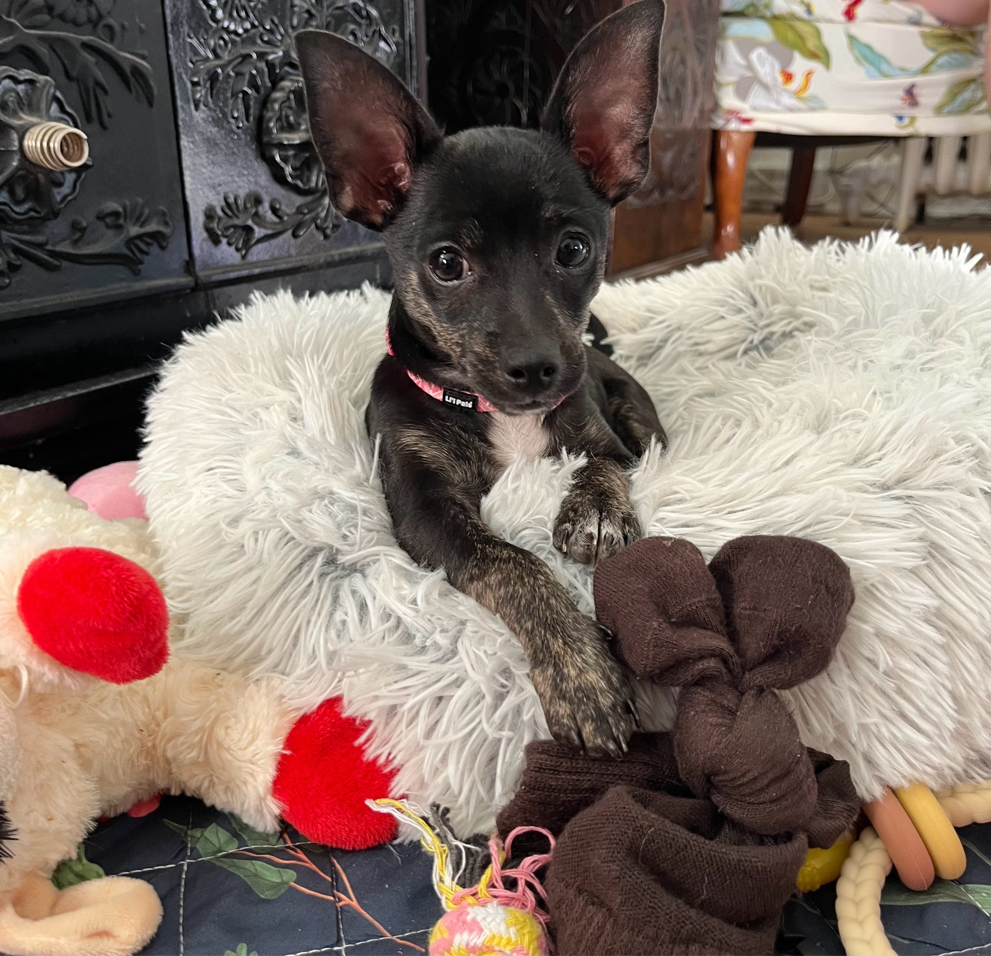 A black chihuahua mix puppy calls it up on a fluffy bed amid many toys