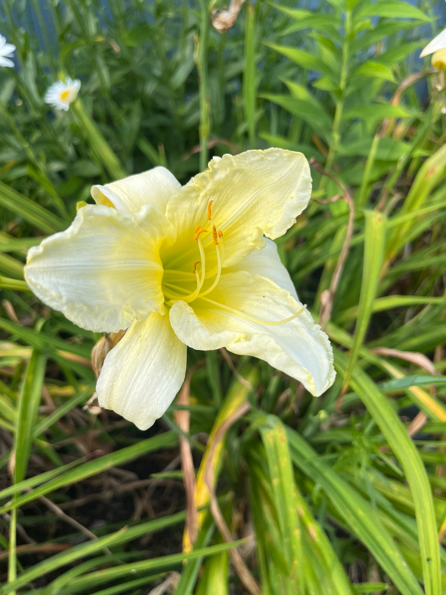 Lemon yellow daylily 