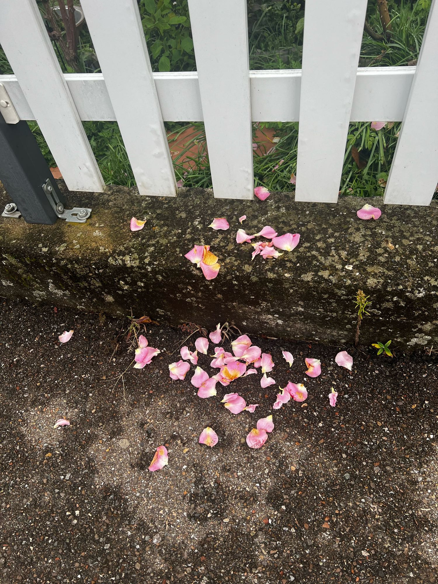 Ein Stück weißer Gartenzaun und davor liegen hellrosa Rosenblätter verstreut. Die Rosen von dem Rosenstrauch hängen etwas über den Zaun und verlieren ihre Blütenblätter. Ich nehme das im Spositiven Sinne persönlich und freue mich wenn man meinen Weg mit Blütenblättern bestreut.