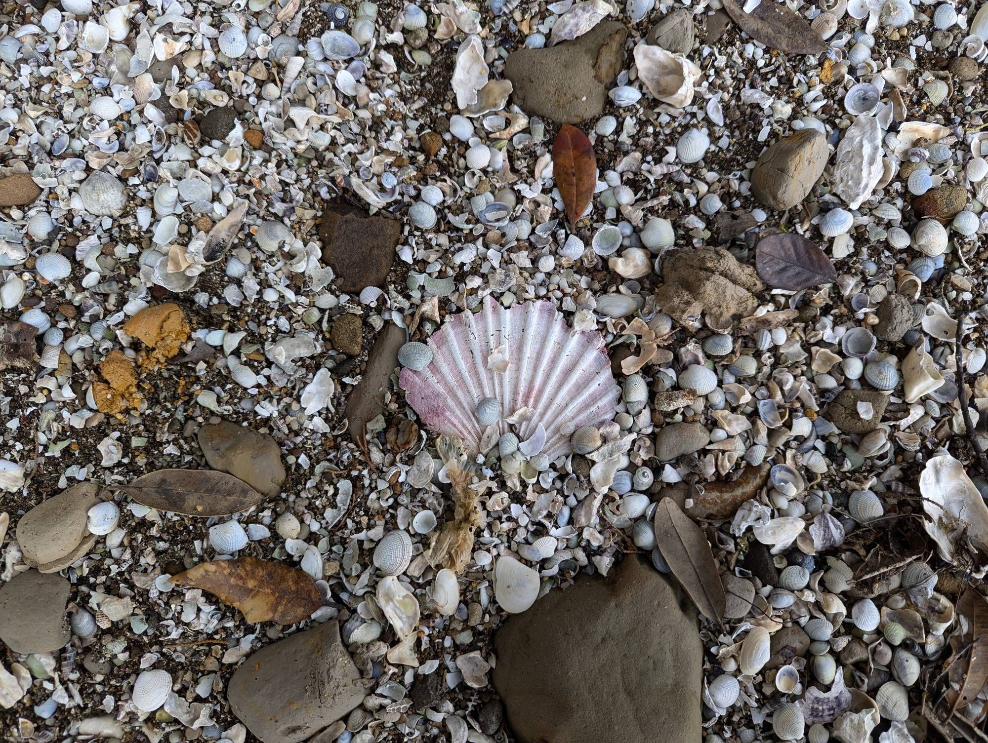 A photo of the sand at the beach with rocks, sand, leaves, little shells, and a large scallop shell in the middle.