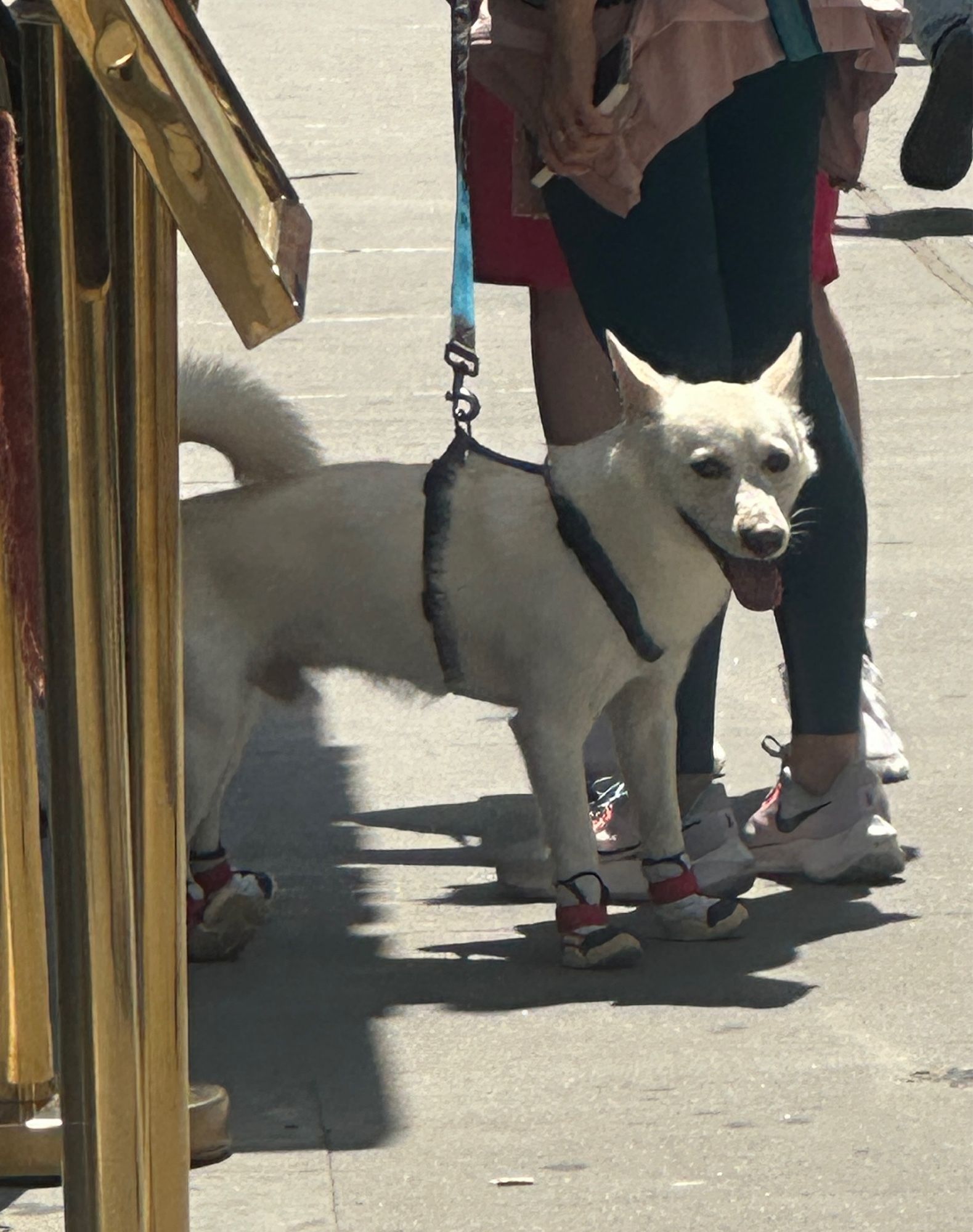 Dog in little shoes