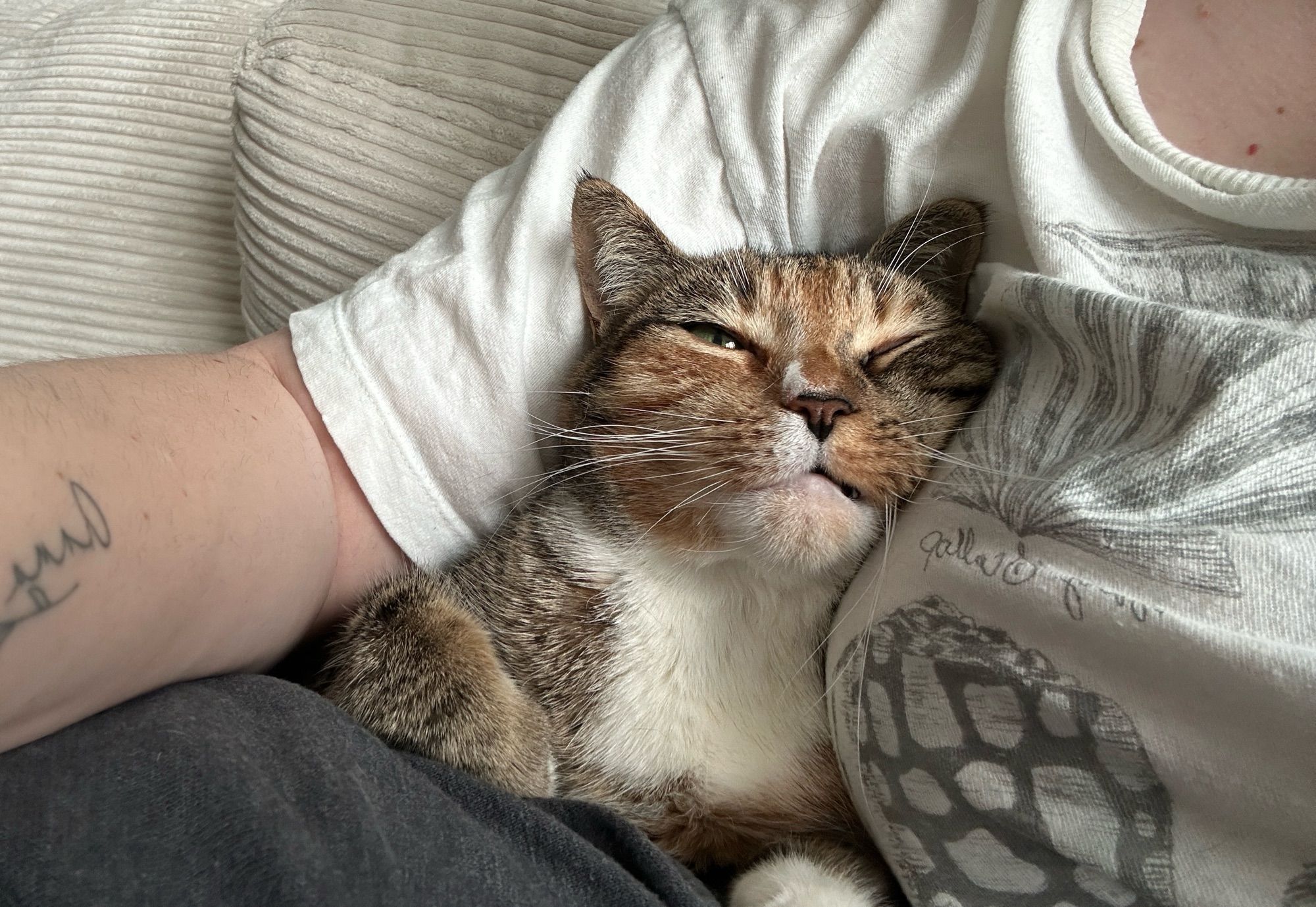 My lovely torbie cat Dottie in her favorite spot (my armpit)