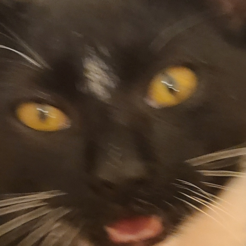 Black and white young cat with yellow eyes and white whiskers has his mouth slightly open right as the photo is taken with a very slight blur zoomed in on their face comically.