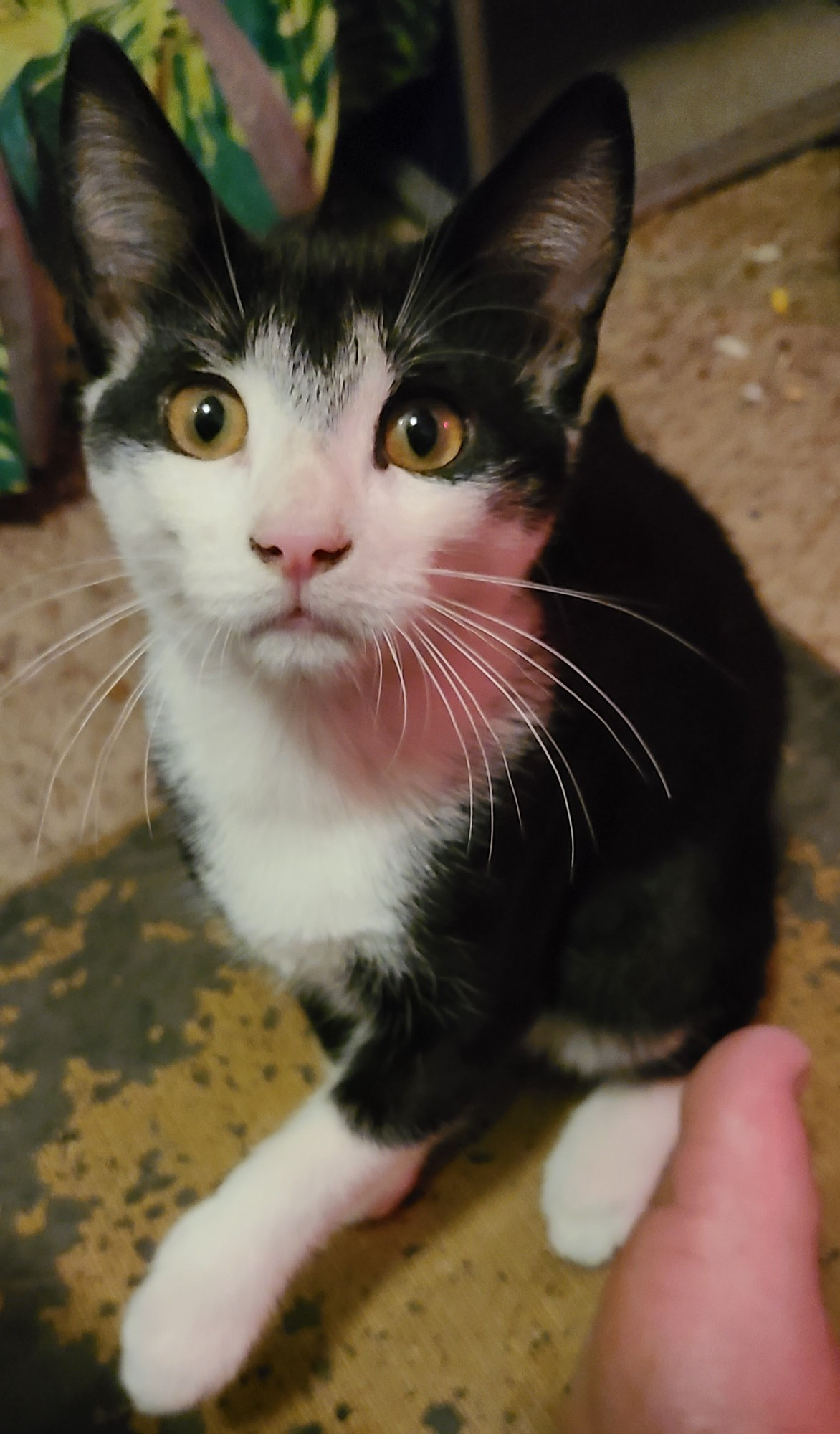 Black and White Cat, Oreo, looking at me behind the camera. My glorious foot is in the left corner.