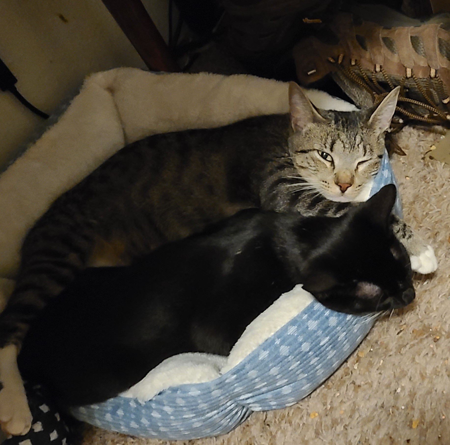 Mama cat with stripes has one eye open while looking at the camera. Kage, her daughter is sleeping next to her in a white and blue fluffy cat bed.