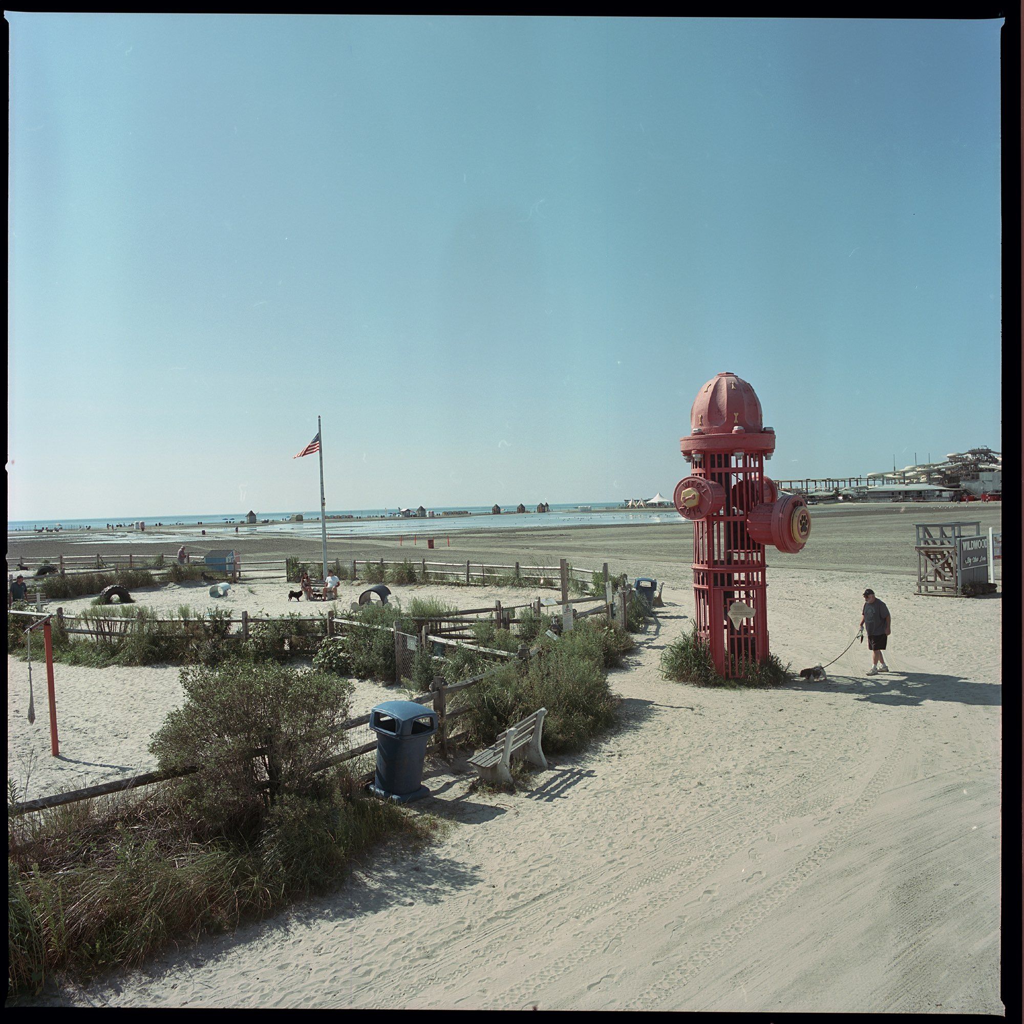 View of the beach. A person has a dog on a leash as the dog approaches a very large fire hydrant. To the left of the fire hydrant is a fenced in area of the beach with the fence and brush intermingled.