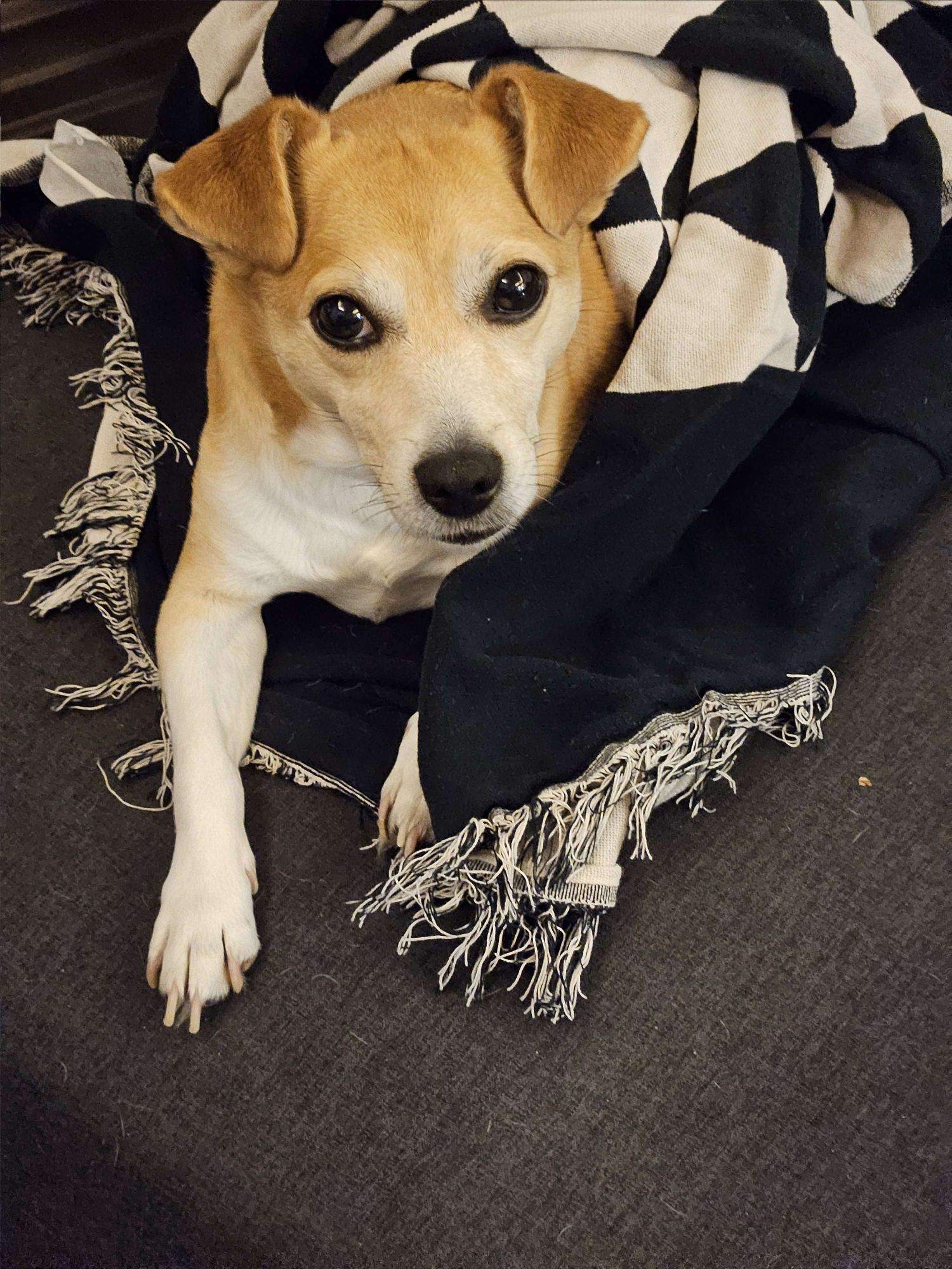 A dog that looks like a jack russell terrier, with the coloring of a red-brown and white shiba inu