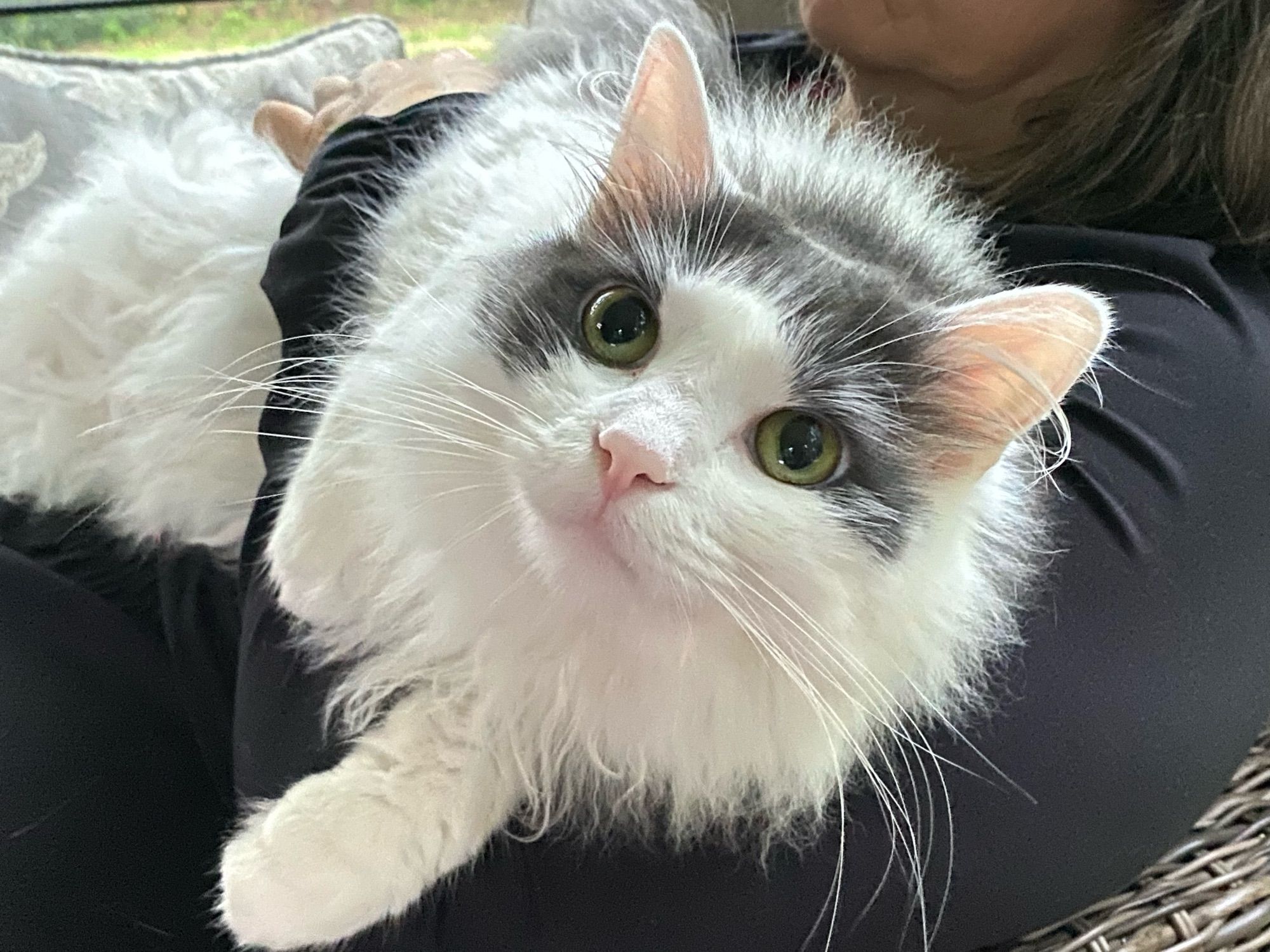 Our gray and white feline fluffball innocently laying in my brides arms, looks at the camera as if to say - “Me? Not me!”