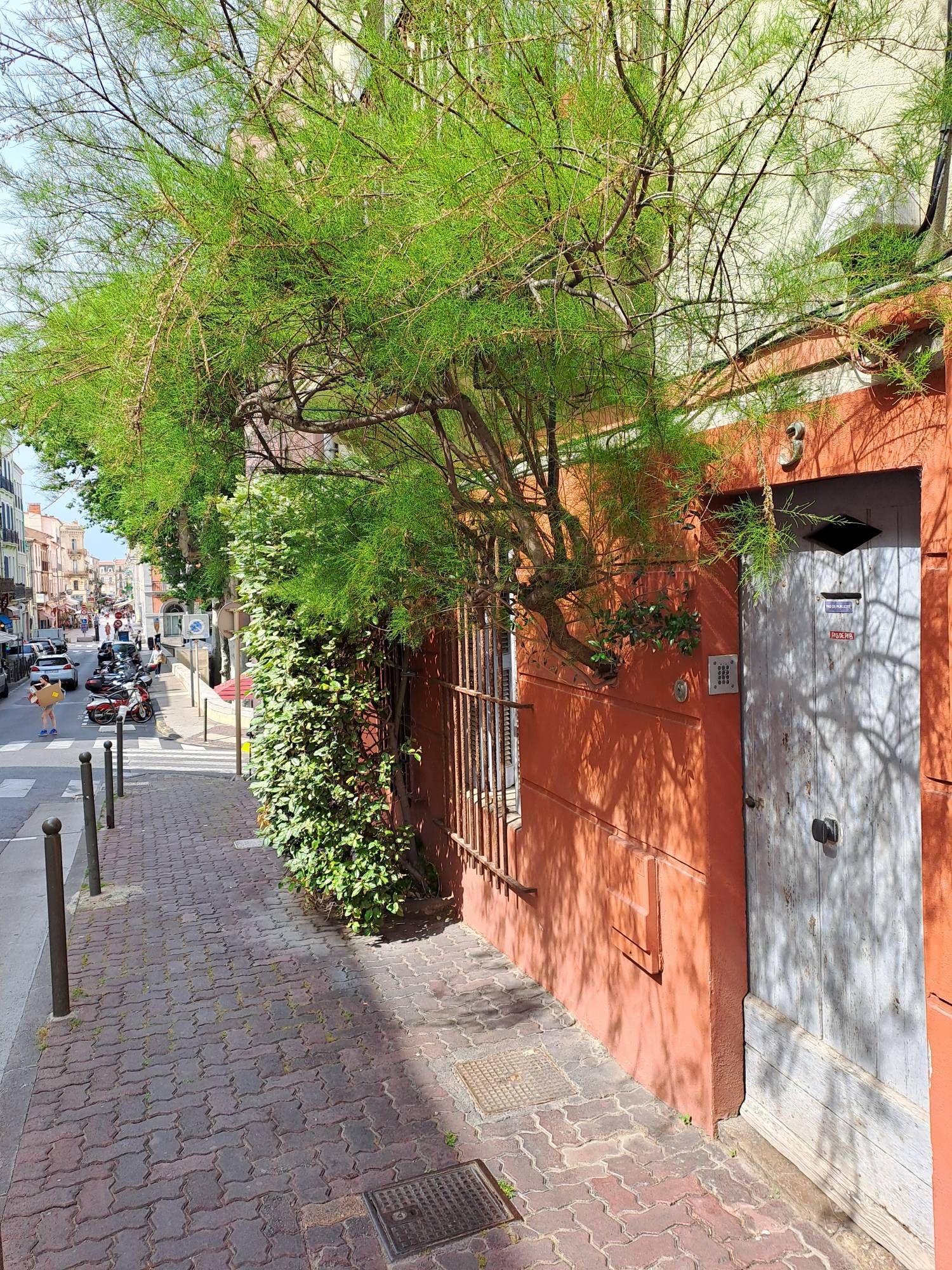 Arbre sortant du mur de la maison par un trou.