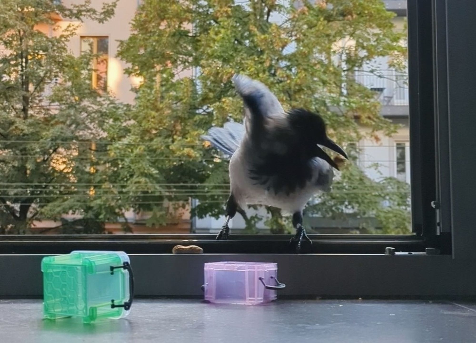 Eine Nebelkrähe in einem offenen Fenster, drinnen zwei kleine umgekippte Plastikkästchen, sie hat eine Erdnuss im Schnabel und wendet sich mit aufgestelltem Kopfgefieder zum Abflug.