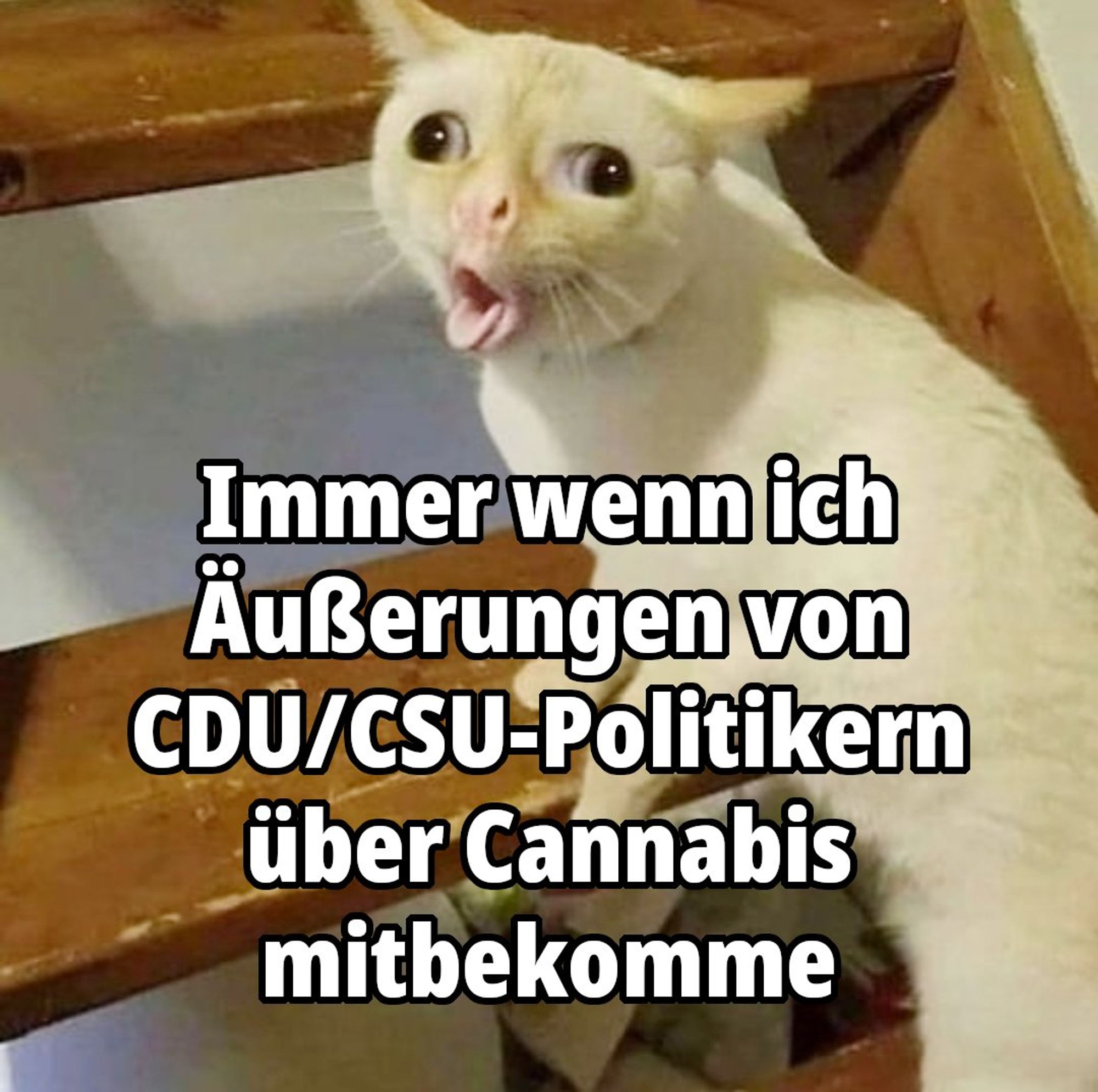 Bild einer Katze, welche scheinbar würgt und dabei nach außen schielt.

Text:
Immer wenn ich Äußerungen von CDU/CSU-Politikern über Cannabis mitbekommen