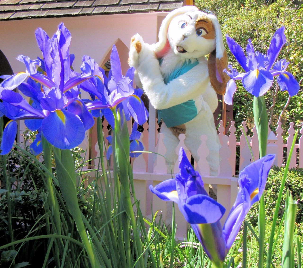 Nilla Bean, white & tan bunny, among a bunch of purple flowers