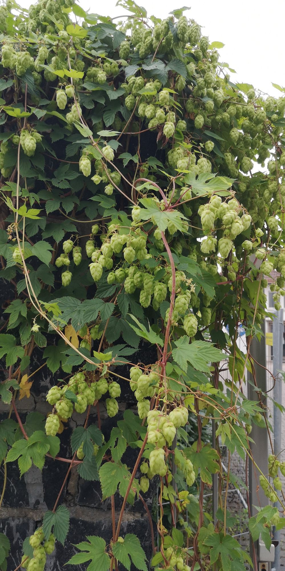 Hopfen