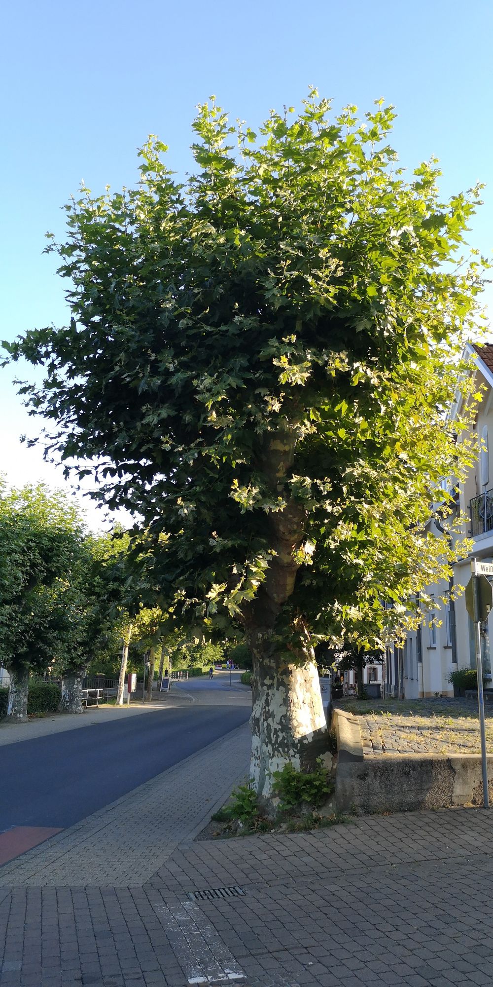 Baum mit dickem Stamm am Straßenrand