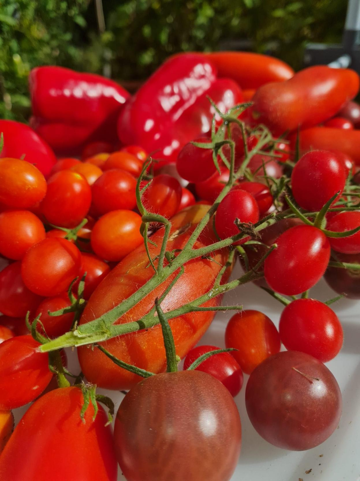 Reife Tomaten verschiedener Sorten, Paprika