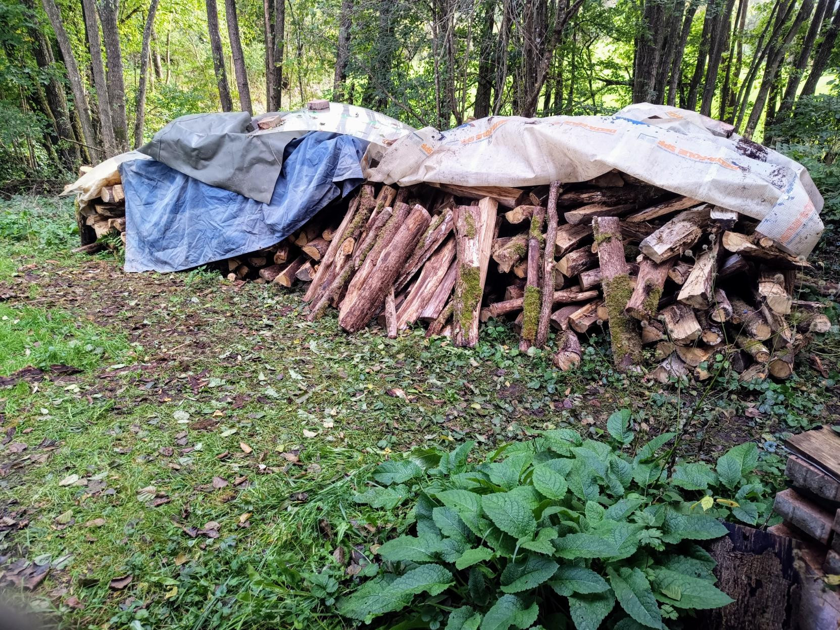 Stapel mit Brennholz in Meterstücken