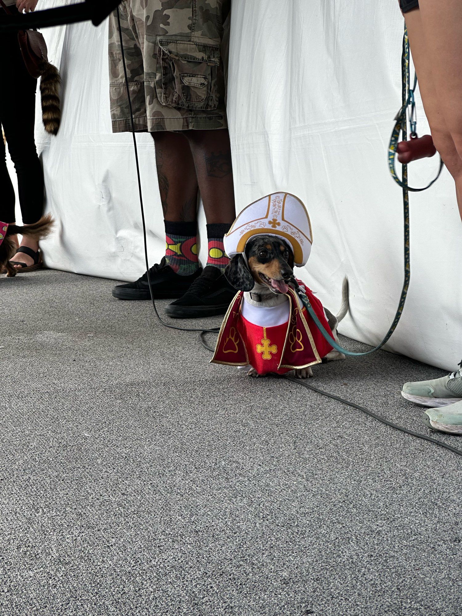 A dog dressed like the pope