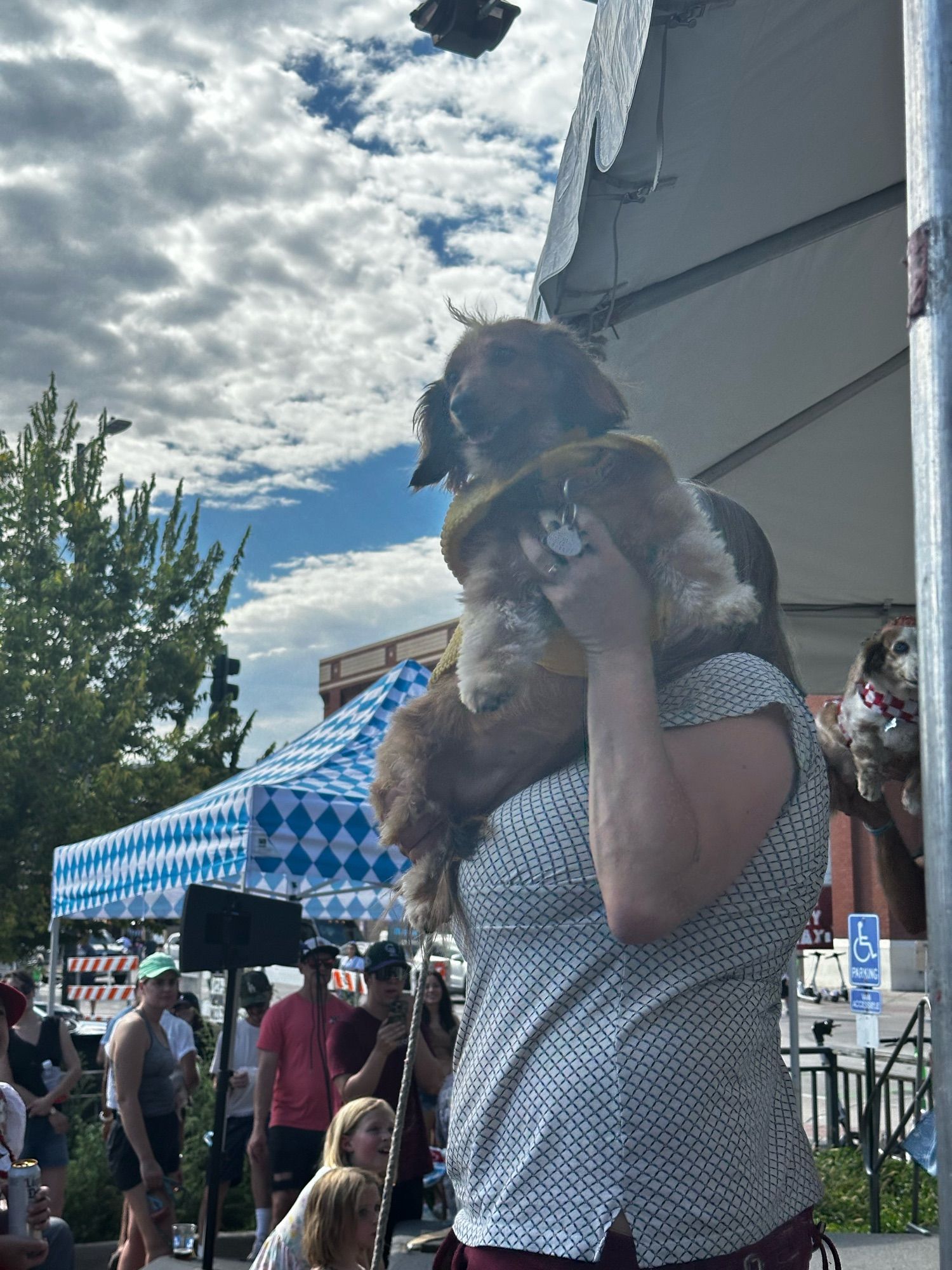 A dog dressed like a burger