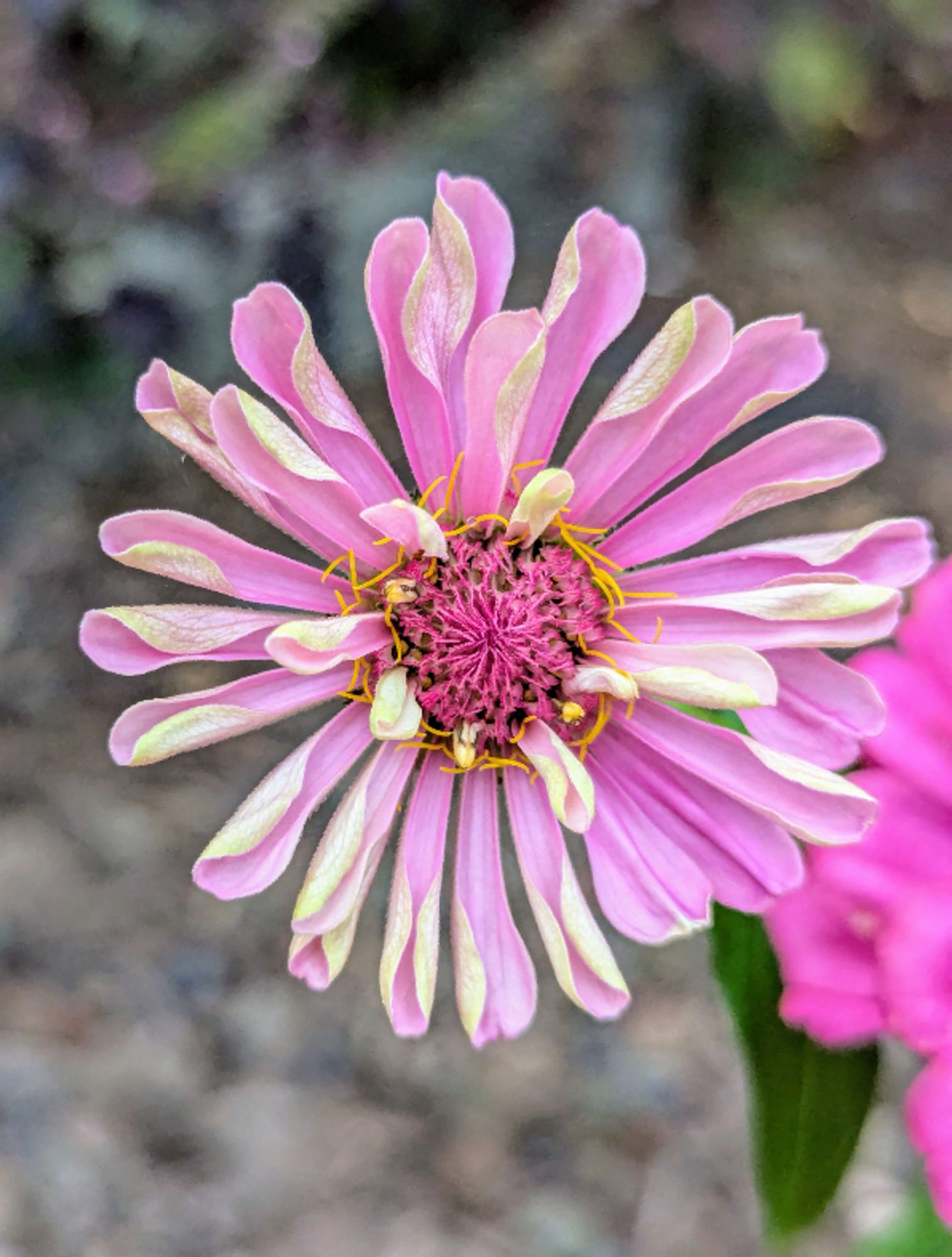 Pink zinnia flower, starting to bloom. Some petals opened, some still a little curled up in tube still 