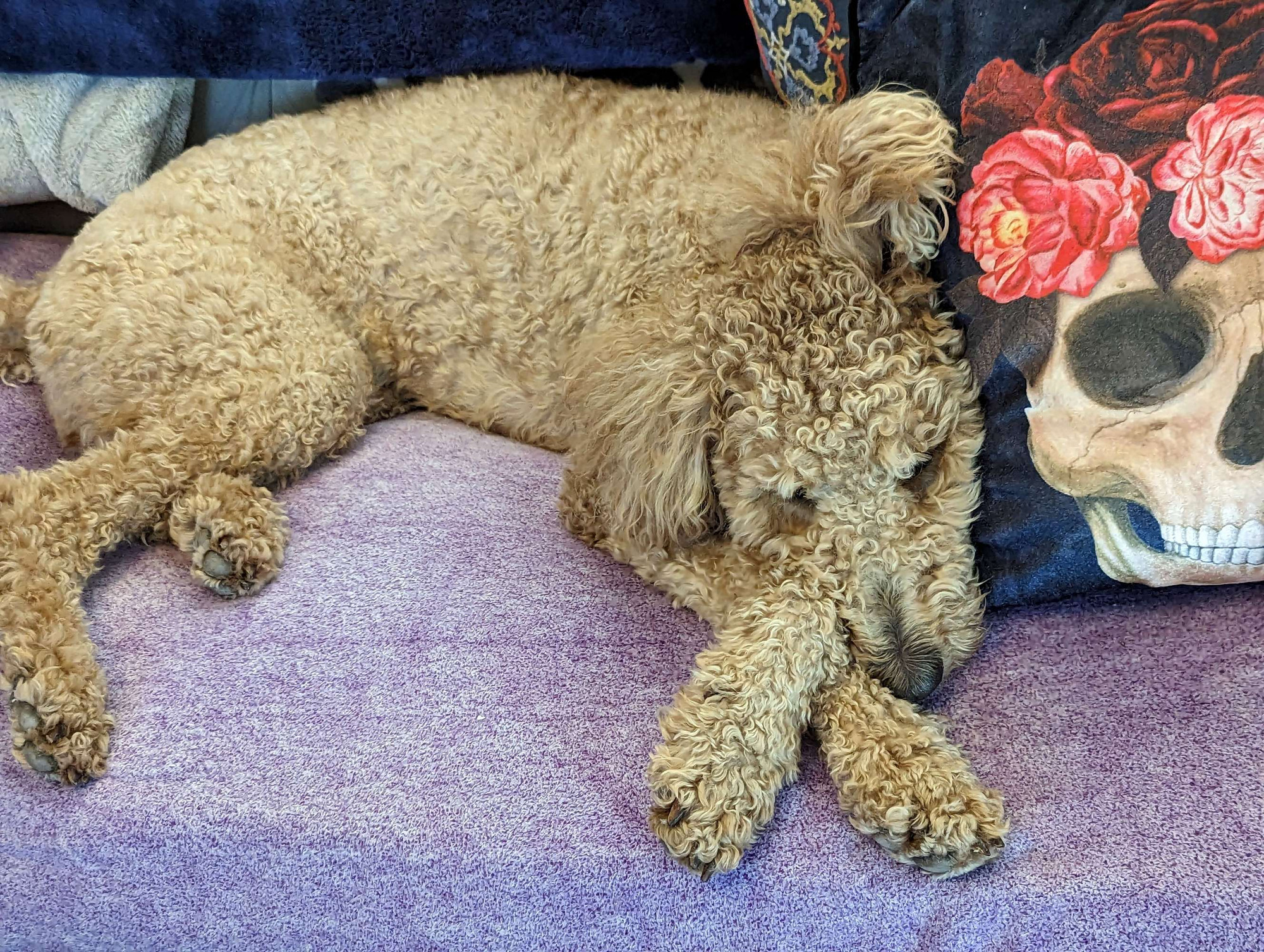 Golden Doodle dog laying on couch 