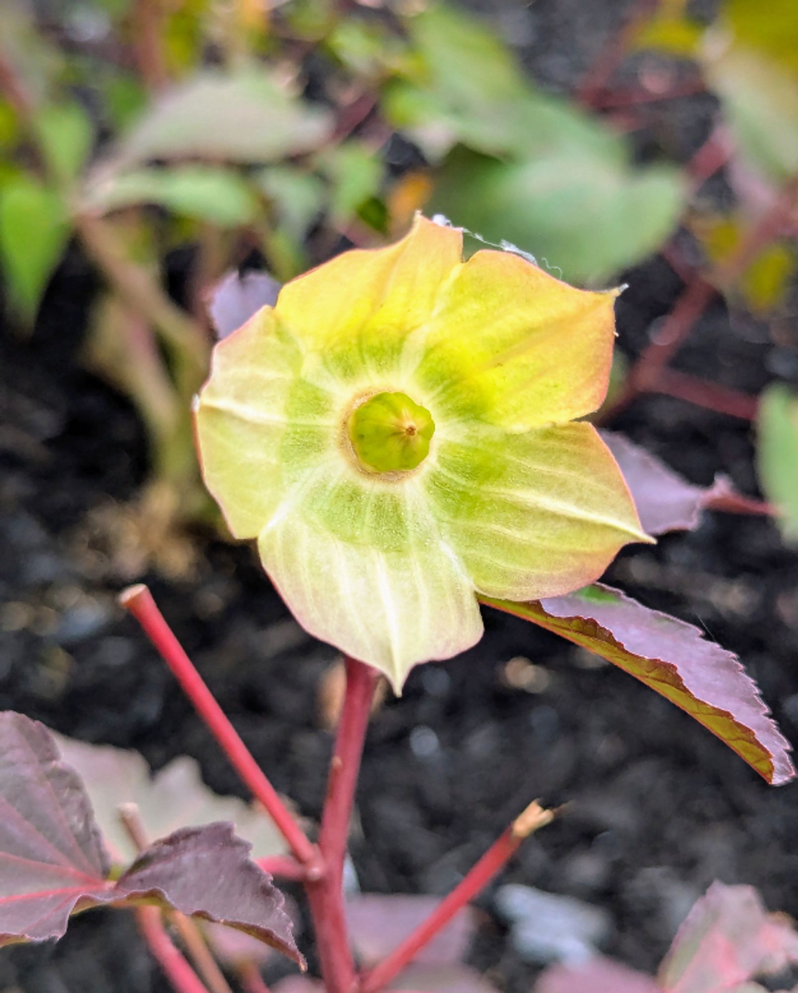 A yellow flower that is round and cup shaped 