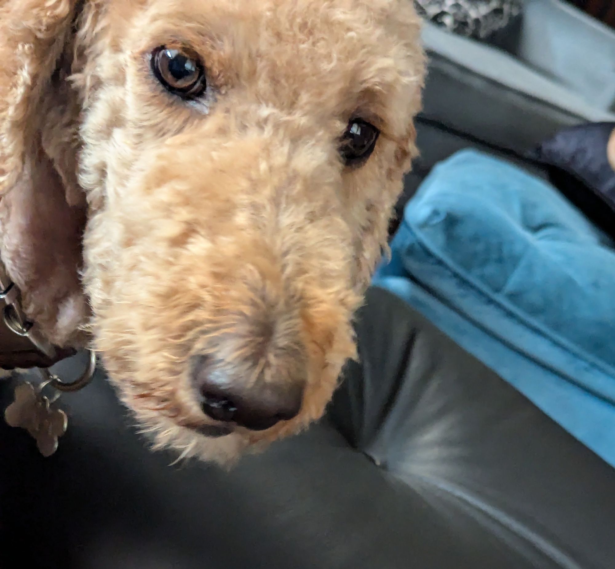 Golden doodle dog's extreme "how come that food isn't for me?" Face