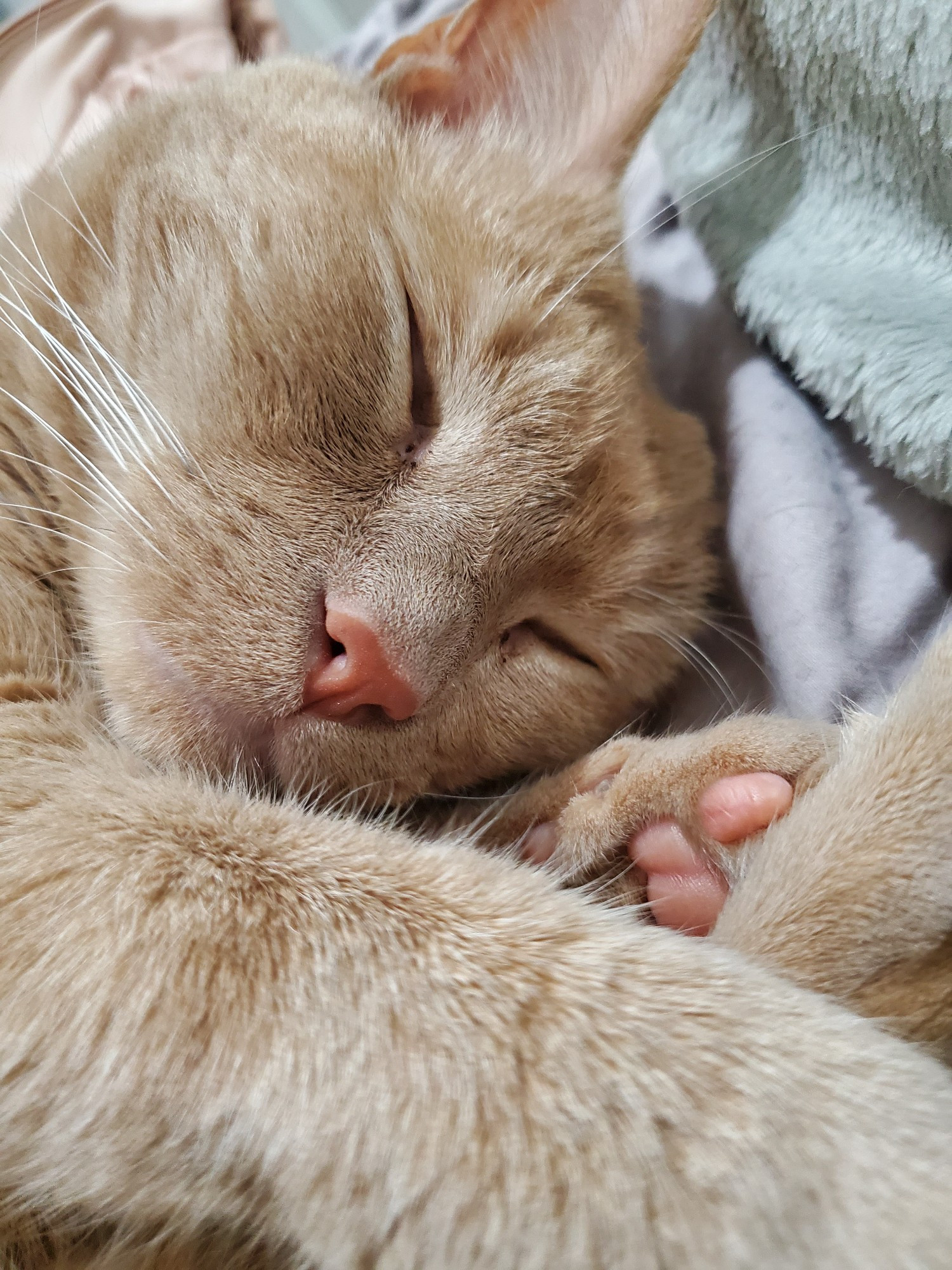 a sleeping orange tabby cat