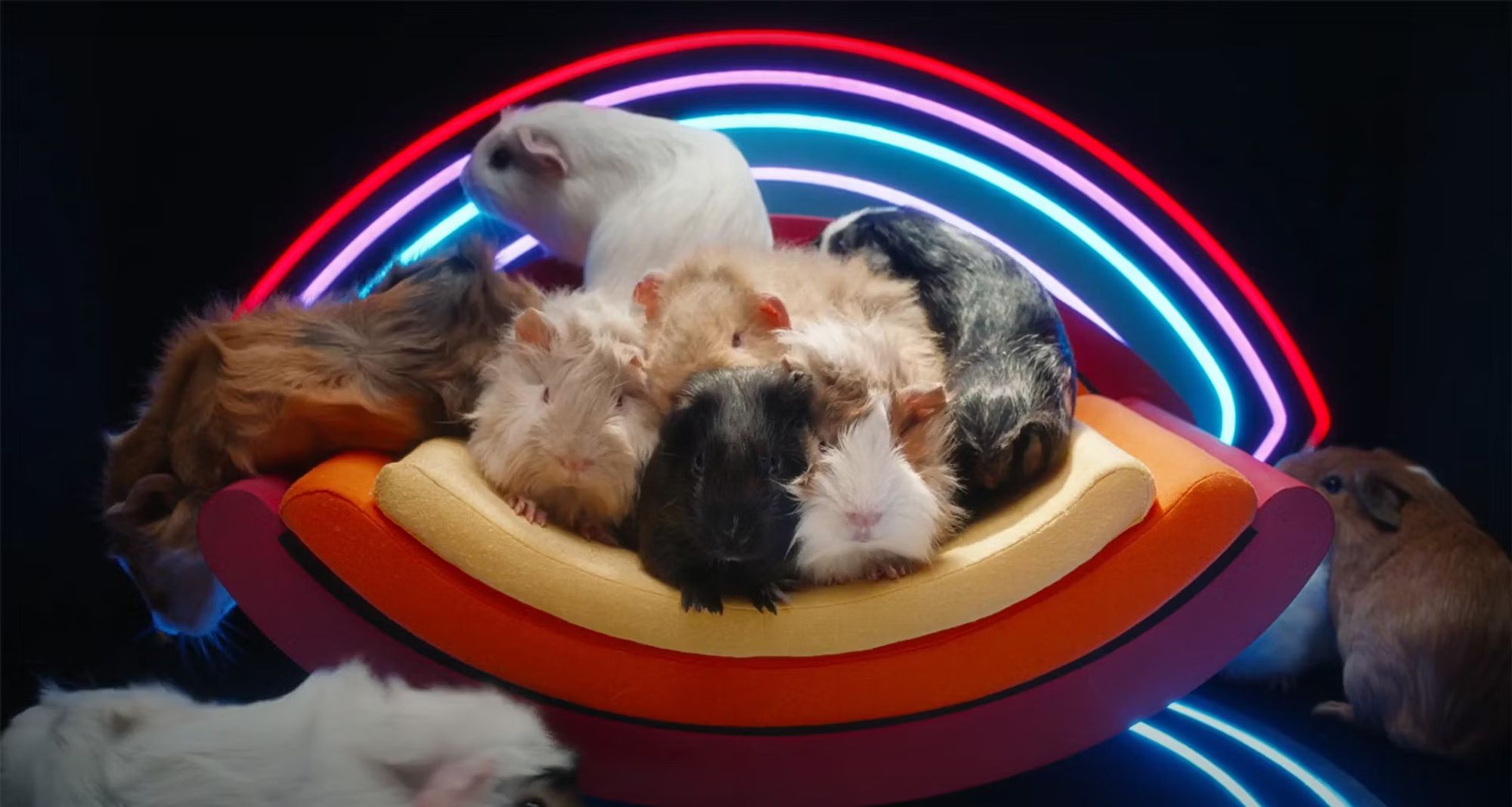 Several guinea pigs sat on a Diary Room chair.