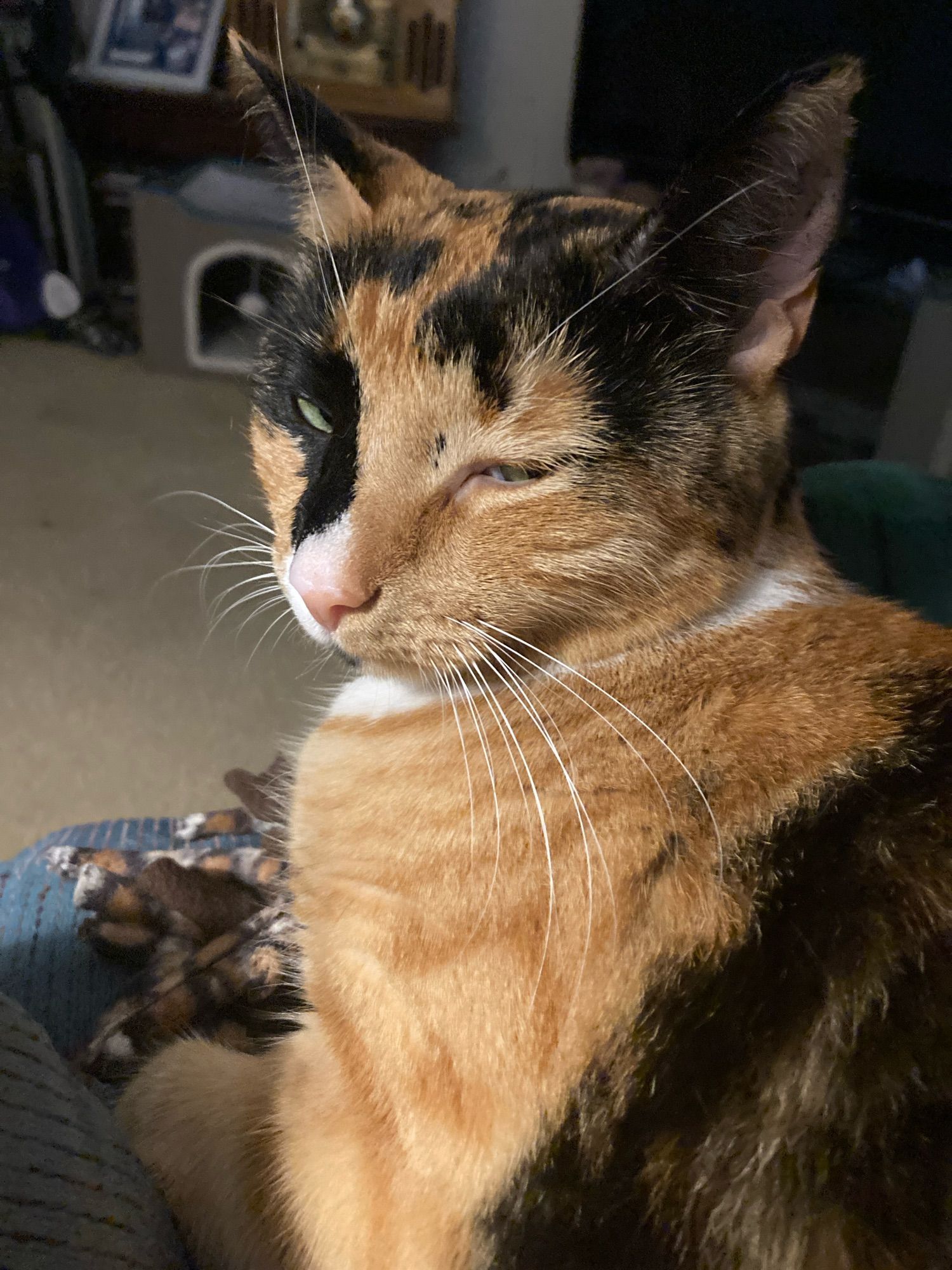 Picture of a calico cat resting on her owner’s lap.