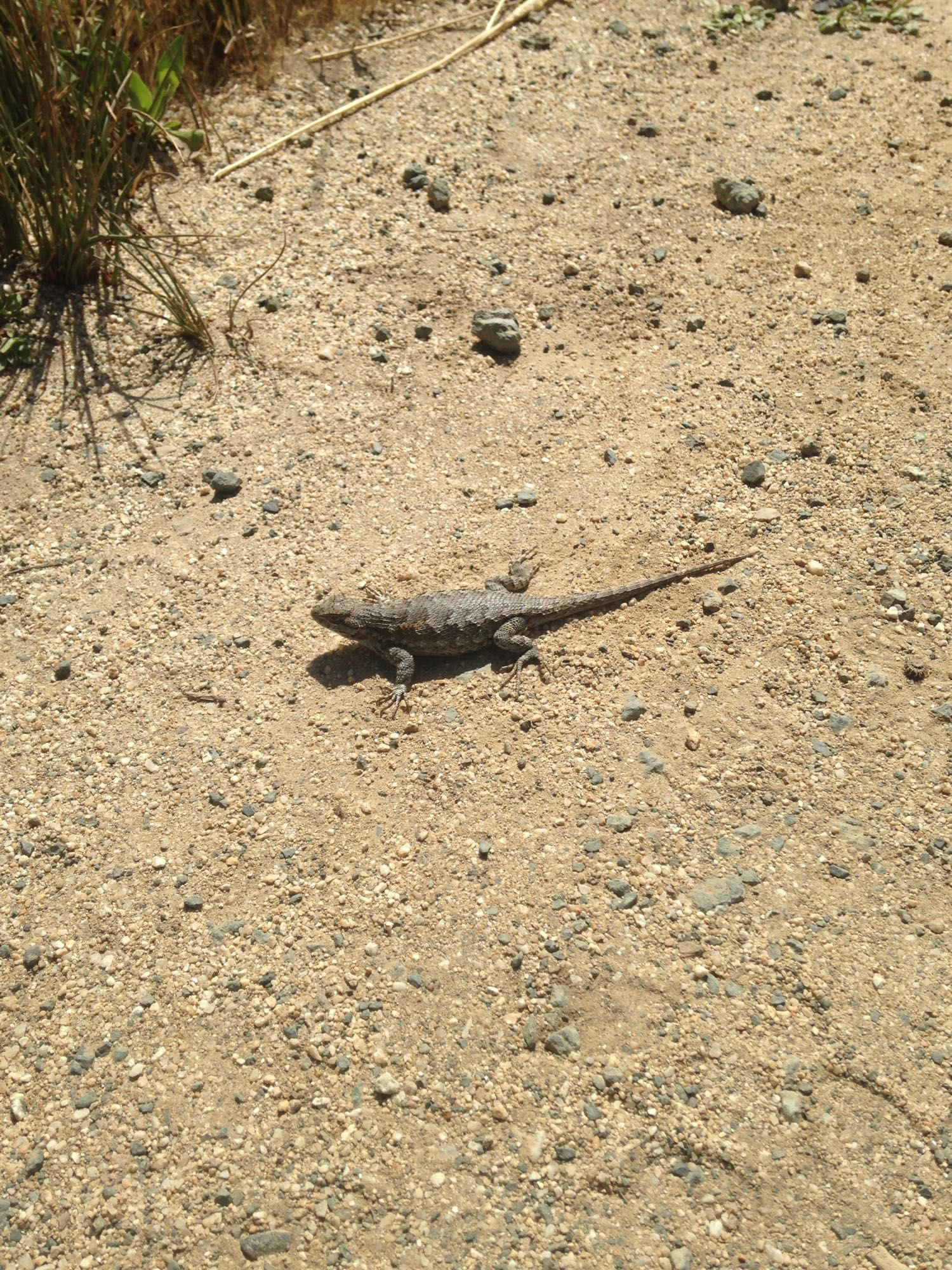 My homeboy hanging out at Año Nuevo State Park.