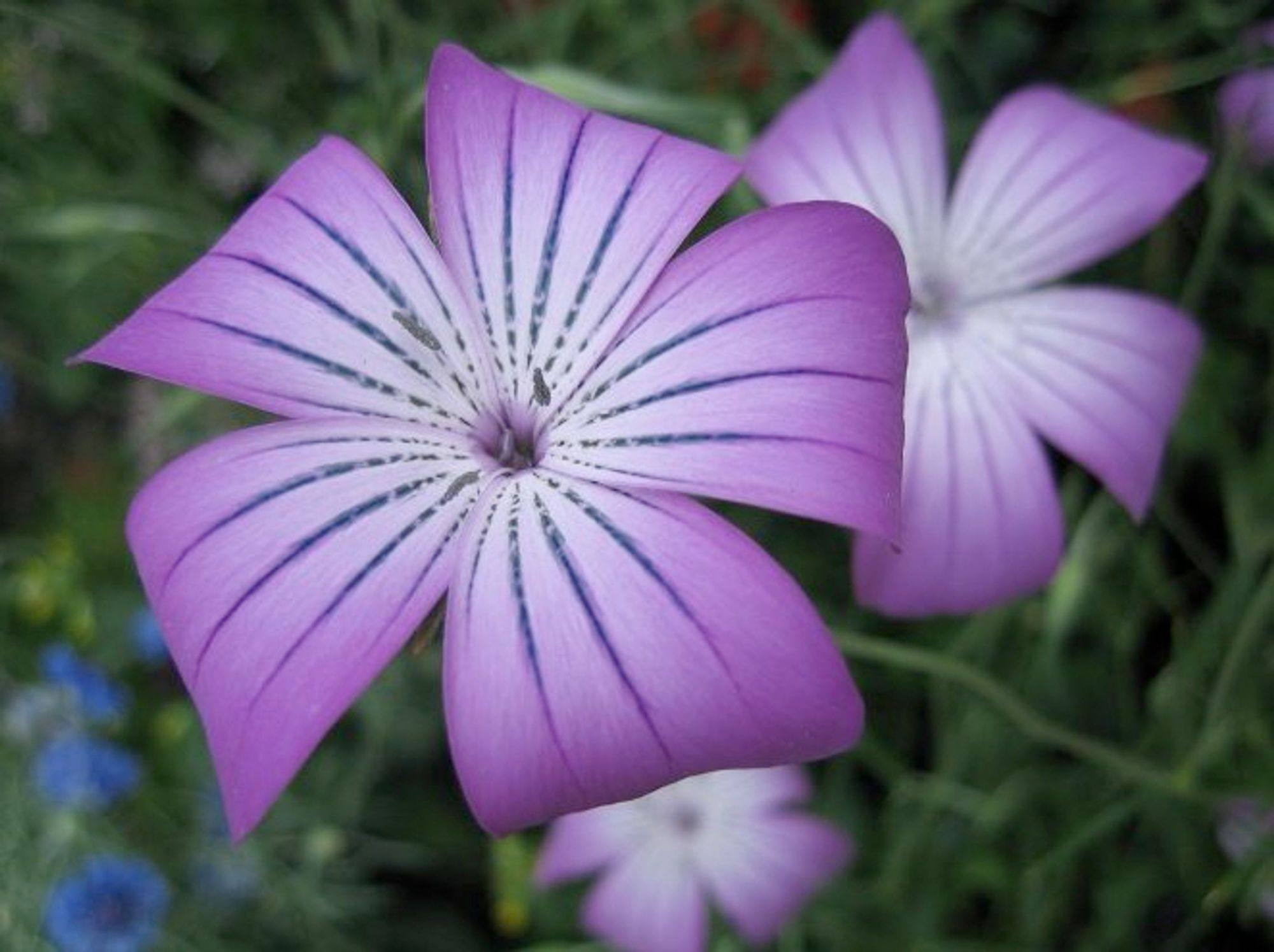 Close-up of a purple Agrostemma flower. (Credit: A. Berardi)