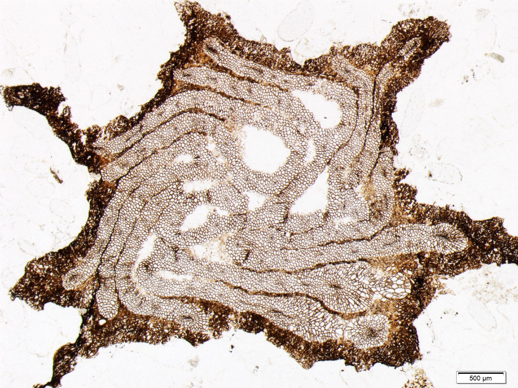 Cross section of the main axis of Paracladoxylon kespekianum, and Early Devonian cladoxylopsid with complex xylem architecture from the Battery Point Formation of Quebec (Canada).