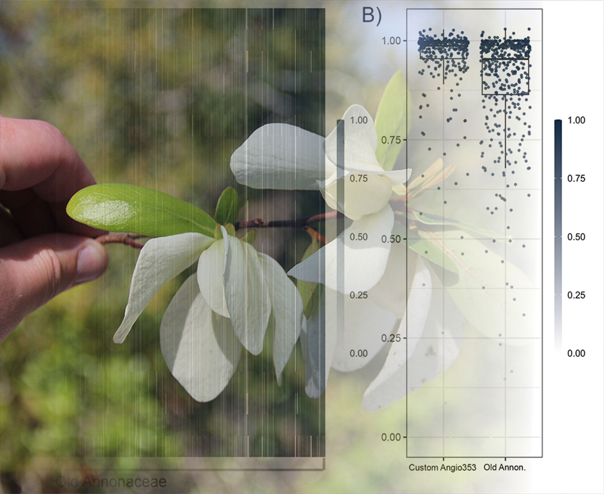 The photo on the left shows a hand holding a flowering branch of Asimina obovata. The image fades to the left into a box plot showing the proportional values of gene assembly for genes from the Angiosperms353 panel and genes from the Annonaceae panel (Figure 1B from the article).