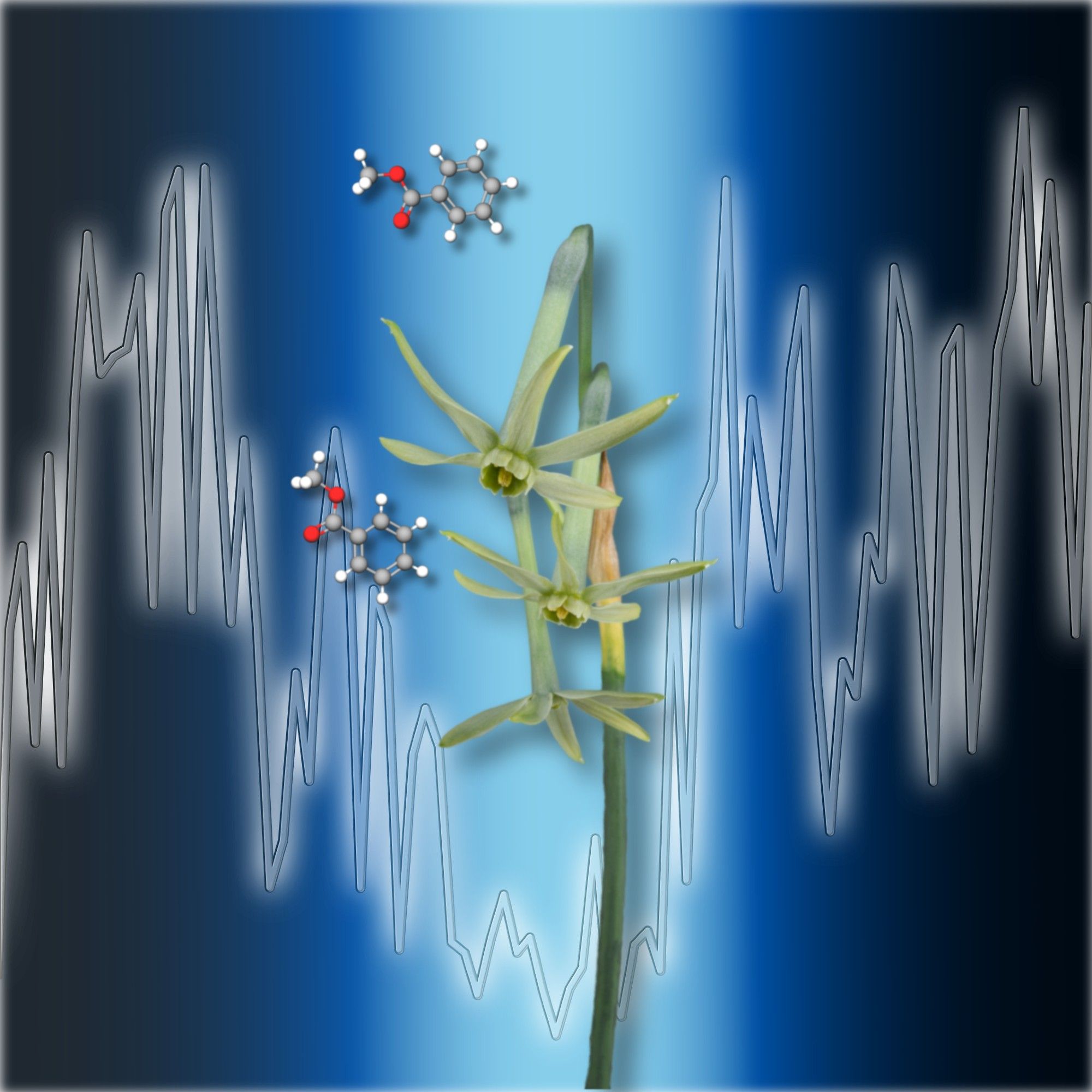 In this research article, the authors used time-resolved measurements to investigate the diurnal changes in floral scent emissions in three species of Narcissus. In particular, the conspicuously green-colored species N. viridiflorus showed pronounced circadian fluctuations, with a maximum during the night and a minimum during the day.