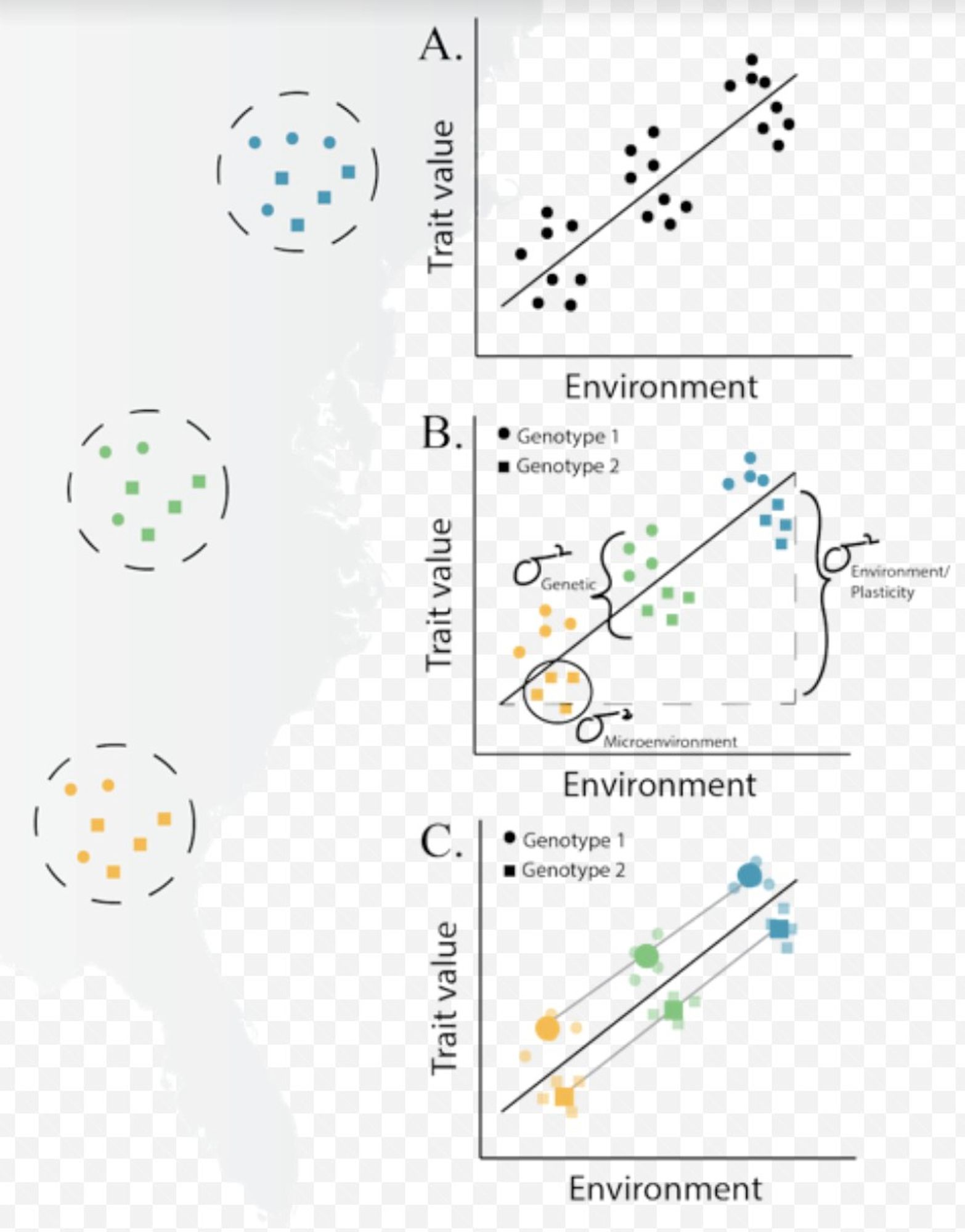 Graphic showing that variation in trait values measured from populations spanning environmental gradients is driven by both genetics and environment.