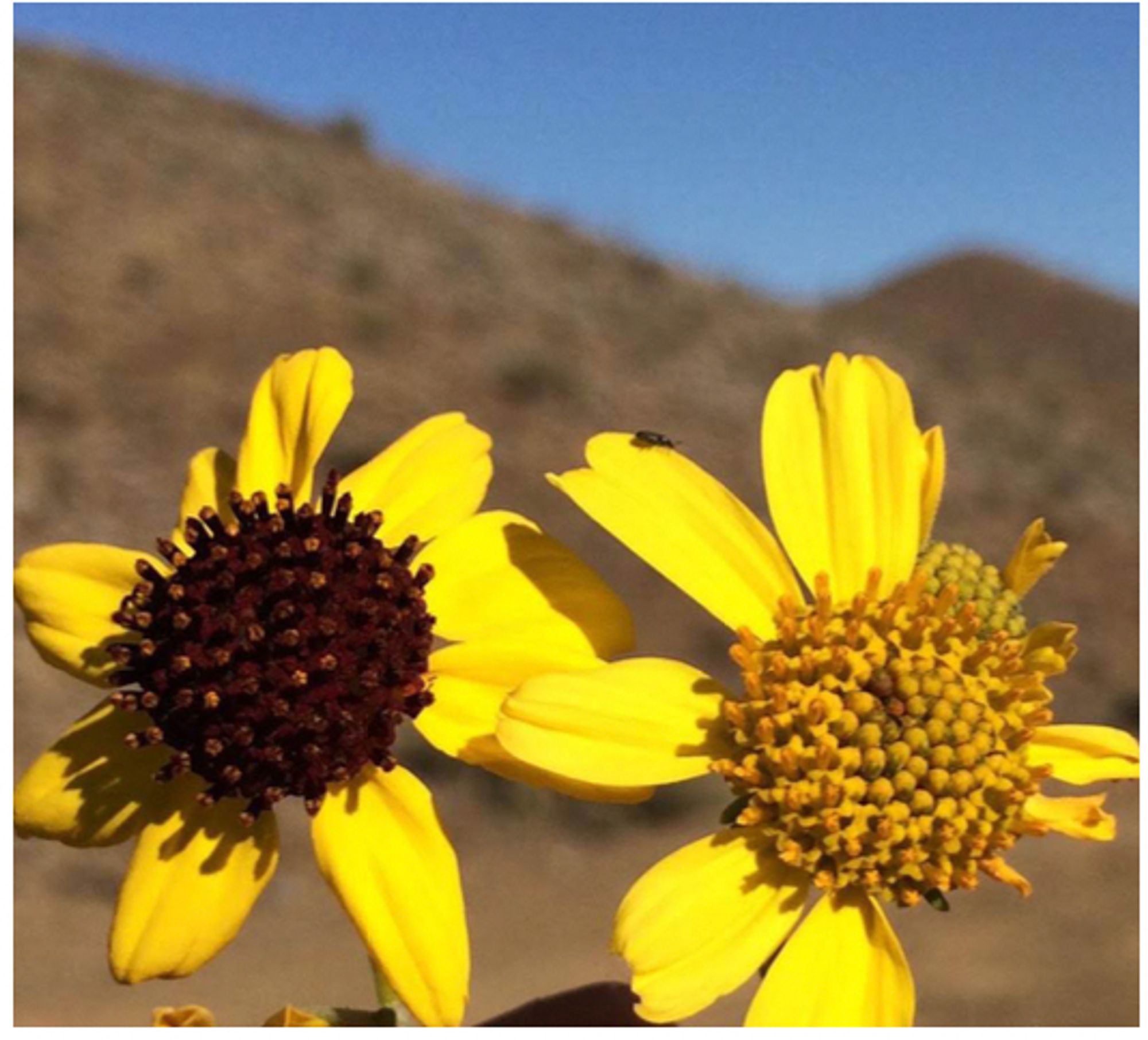 Dark-brown and yellow forms of the desert brittlebush plant (Encelia farinosa). This photo was taken in Puertocitos, Baja California, a place where both forms can be found growing together. (Photo by Christopher DiVittorio)