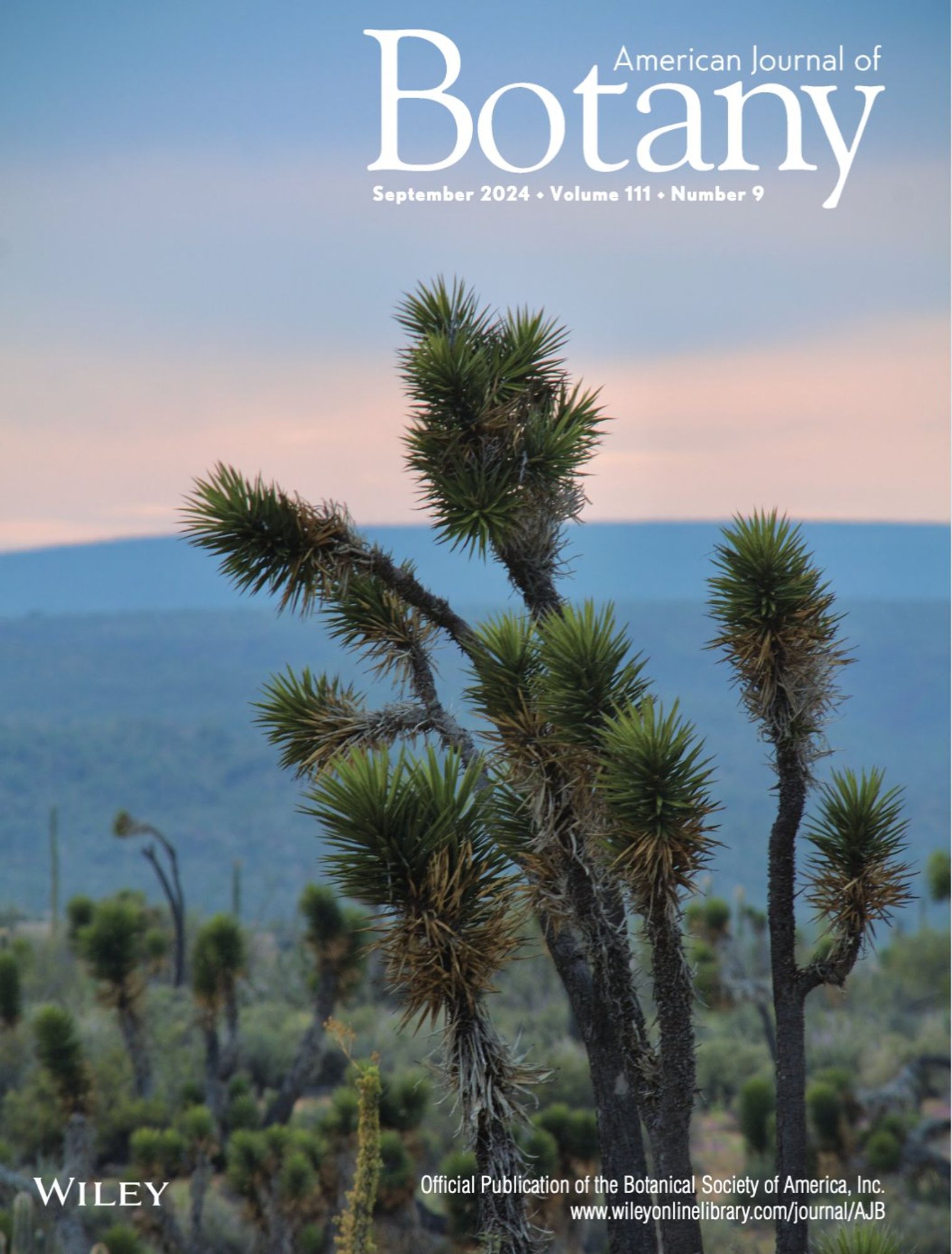 The demographic history of Yucca valida has been shaped by
climatic-driven habitat fragmentation in the Baja California Peninsula. Extensive genetic sampling across the species range revealed three distinct lineages separated by a significant geographical gap, suggesting restricted gene flow. These patterns of genetic differentiation were likely driven by genetic drift and isolation during the Pleistocene glacial cycles. This tree represents an iconic species of the region and provides key insights into how climatic changes have influenced the evolutionary history of North America's flora.