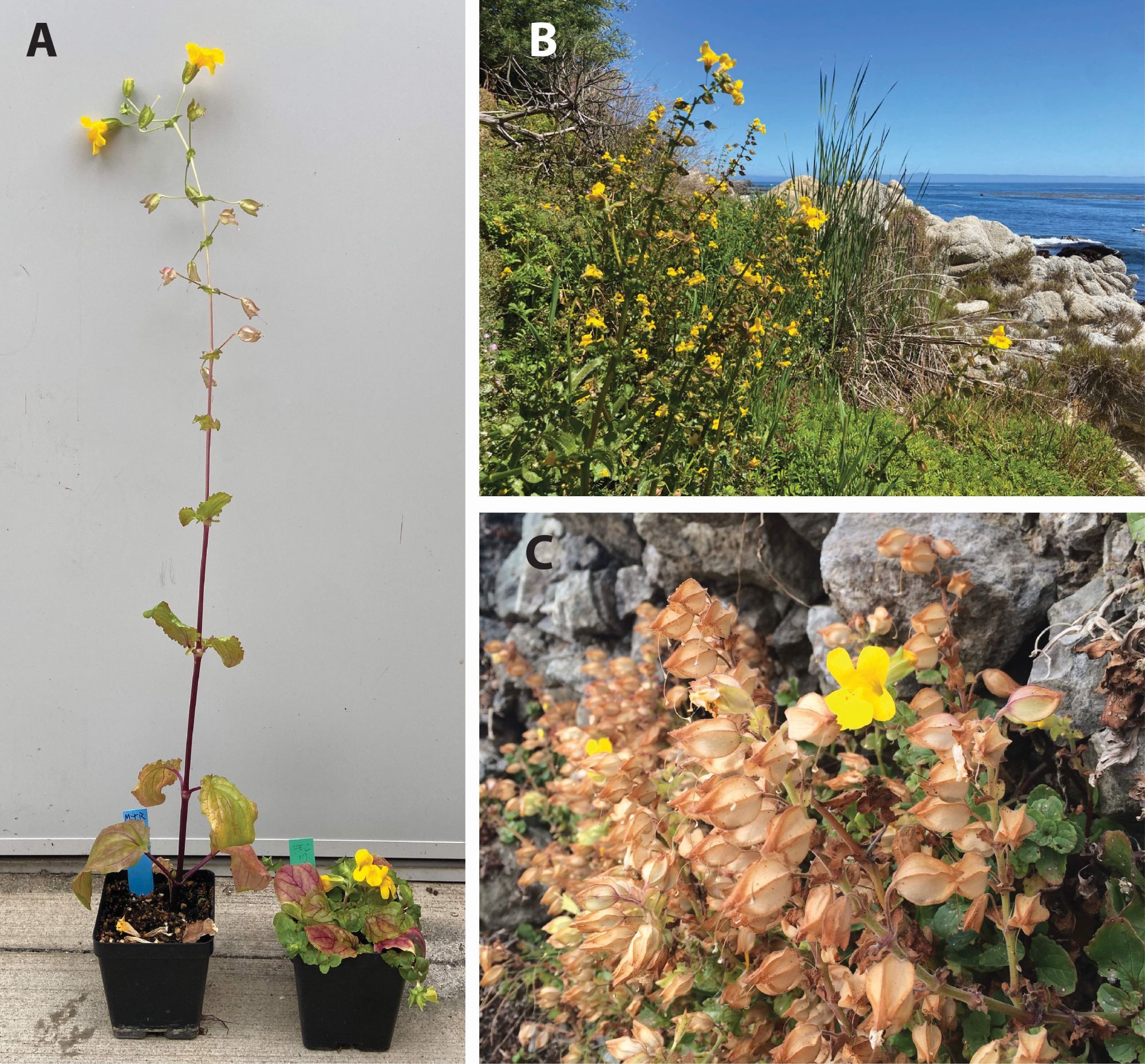 Three-part figure of photos showing two yellow monkeyflowers (Mimulus guttatus) from coastal habitats sit next to each other, with southern populations being taller than northern populations (panel A). Tall, Californian monkeyflower populations sit on a hillside protected from the wind in Monterey Bay (panel B) while short Oregonian monkeyflowers are more exposed to wind on their hillside habitat (panel C).